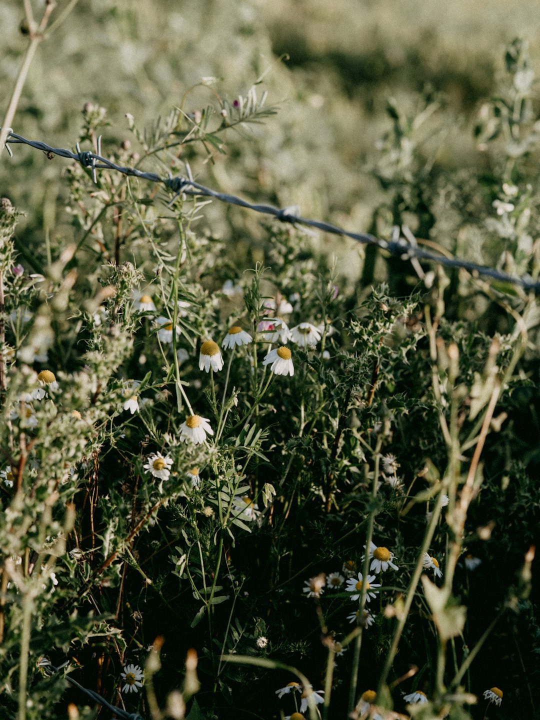 white flowers with green leaves