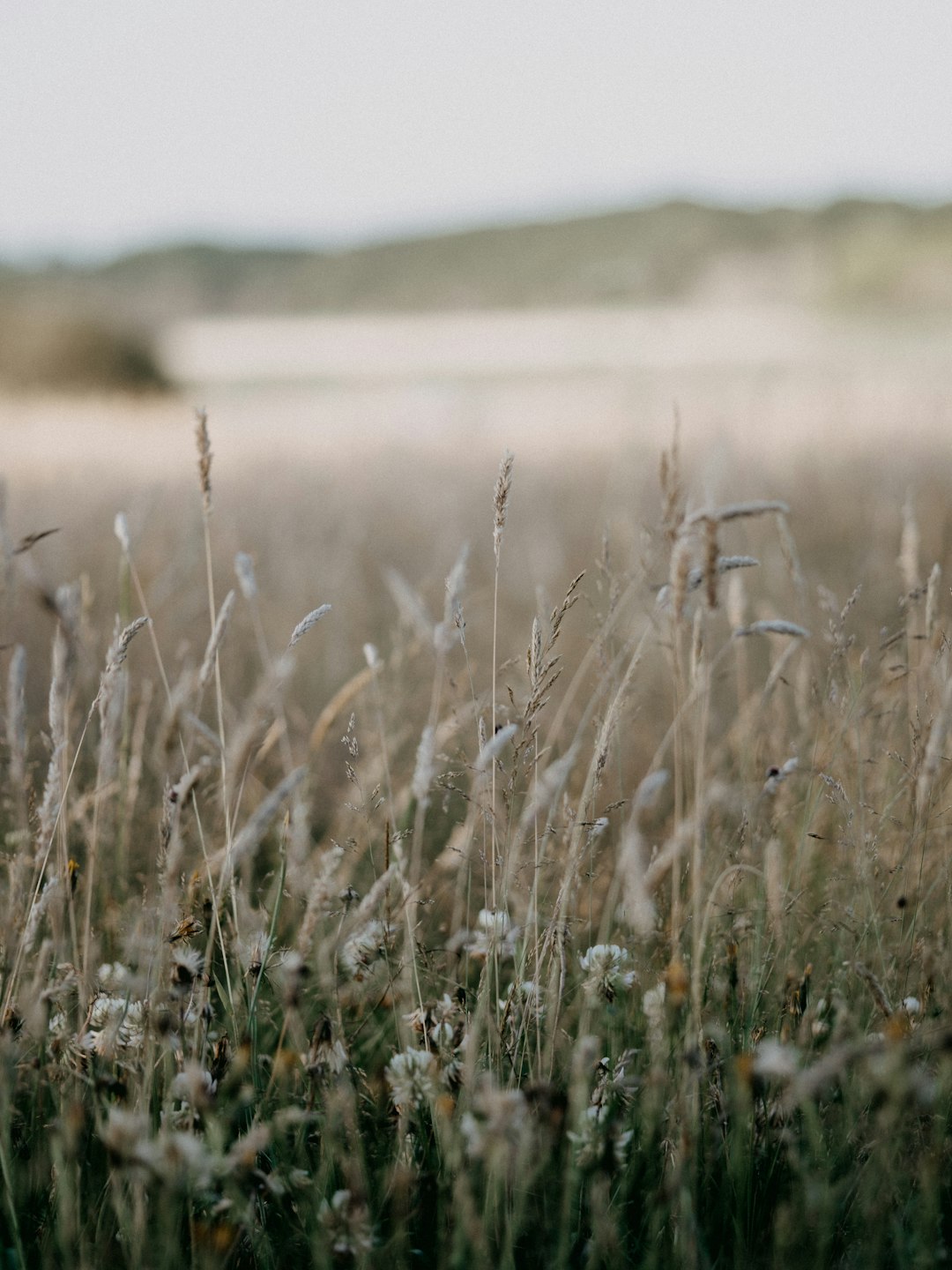 brown grass field during daytime