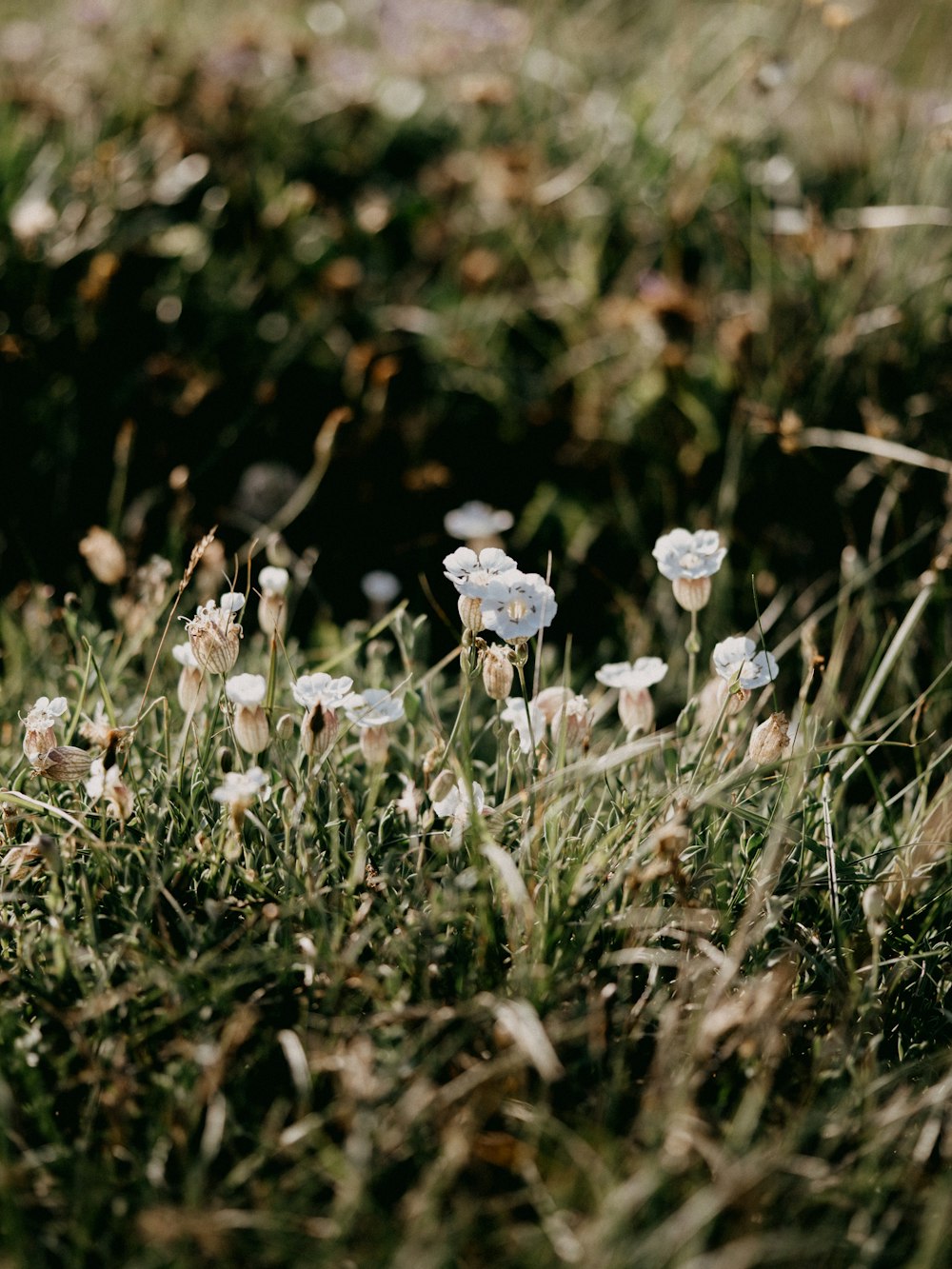 white flowers on green grass during daytime