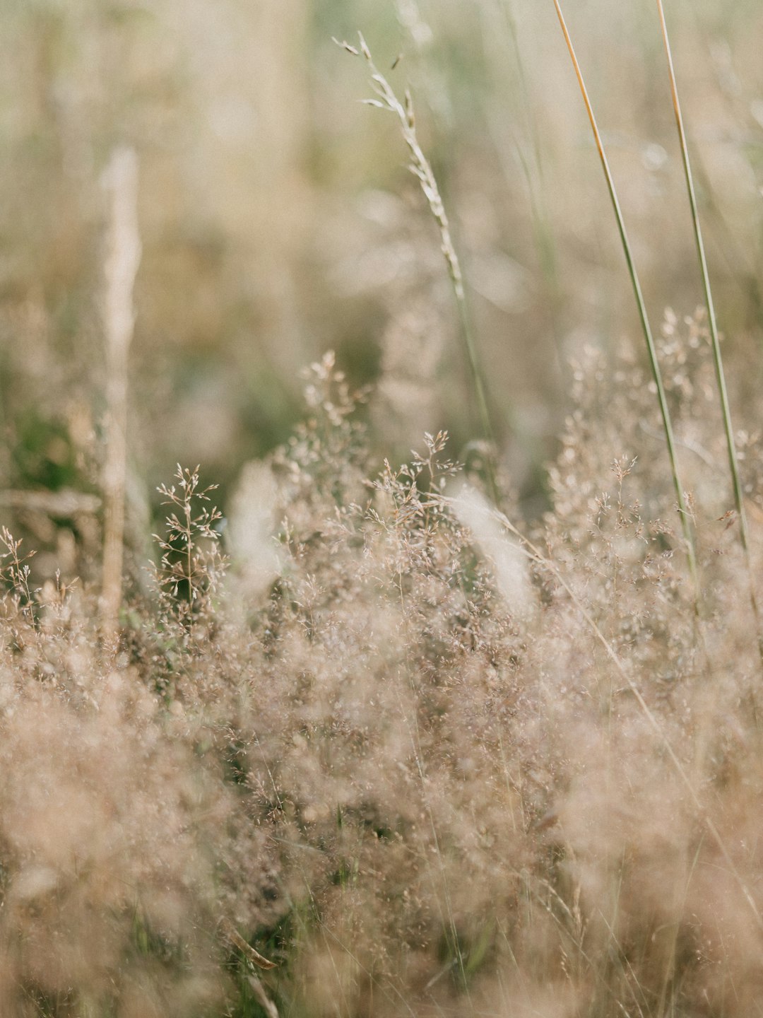 brown grass field during daytime