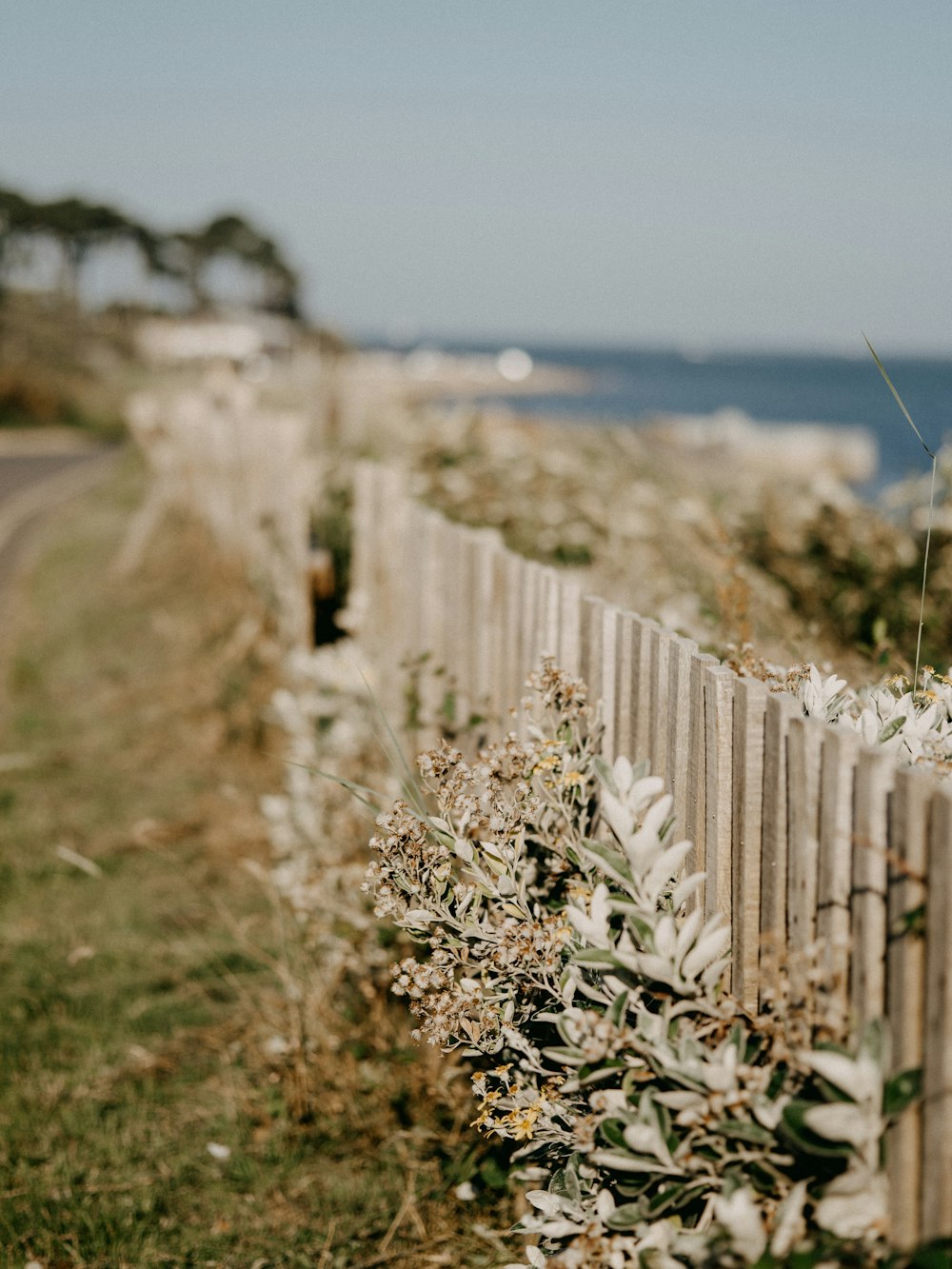 white flowers on brown sand near body of water during daytime