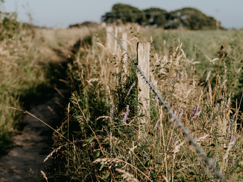 white wooden fence on brown grass field during daytime