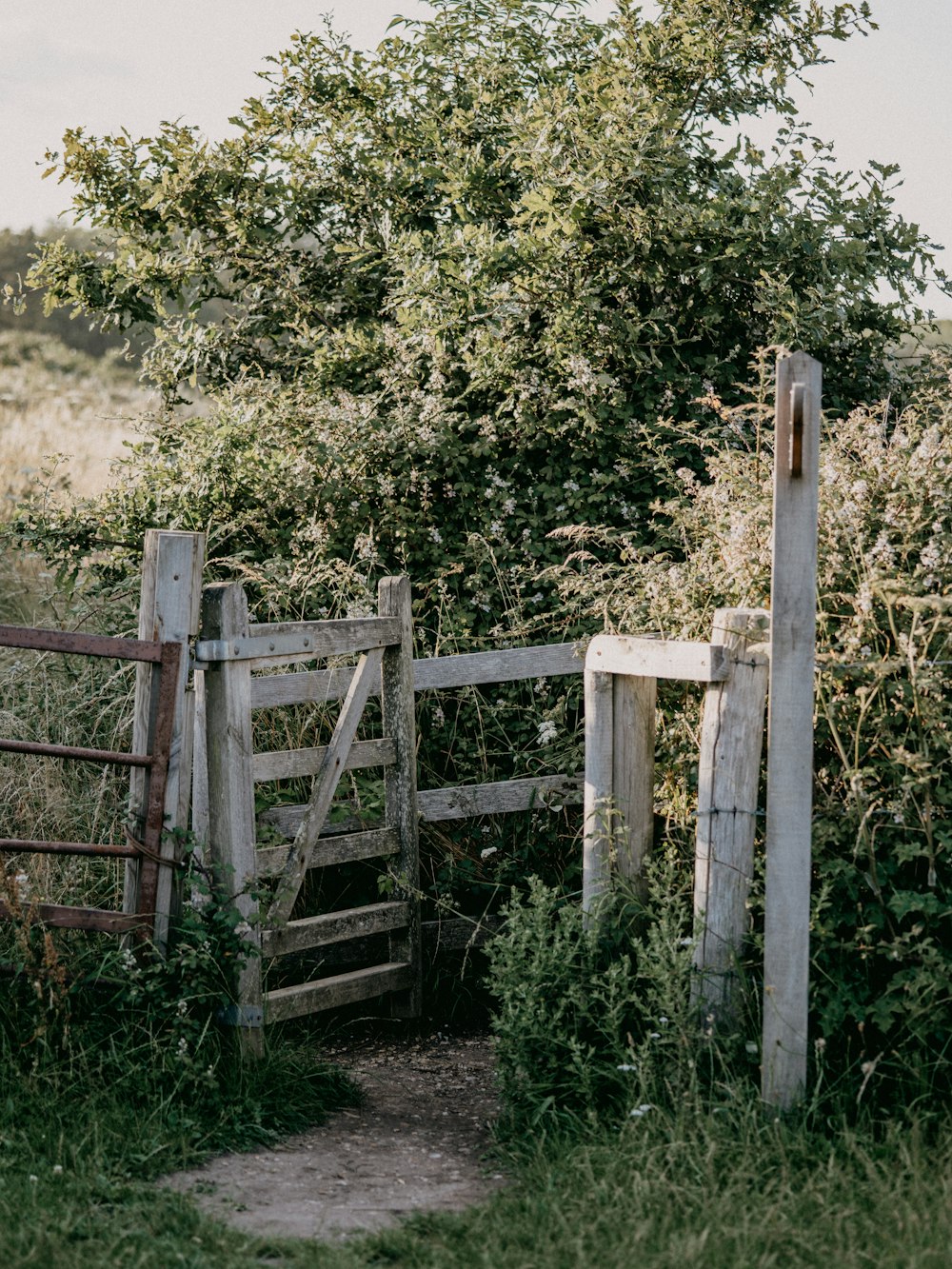 brown wooden fence near green trees during daytime