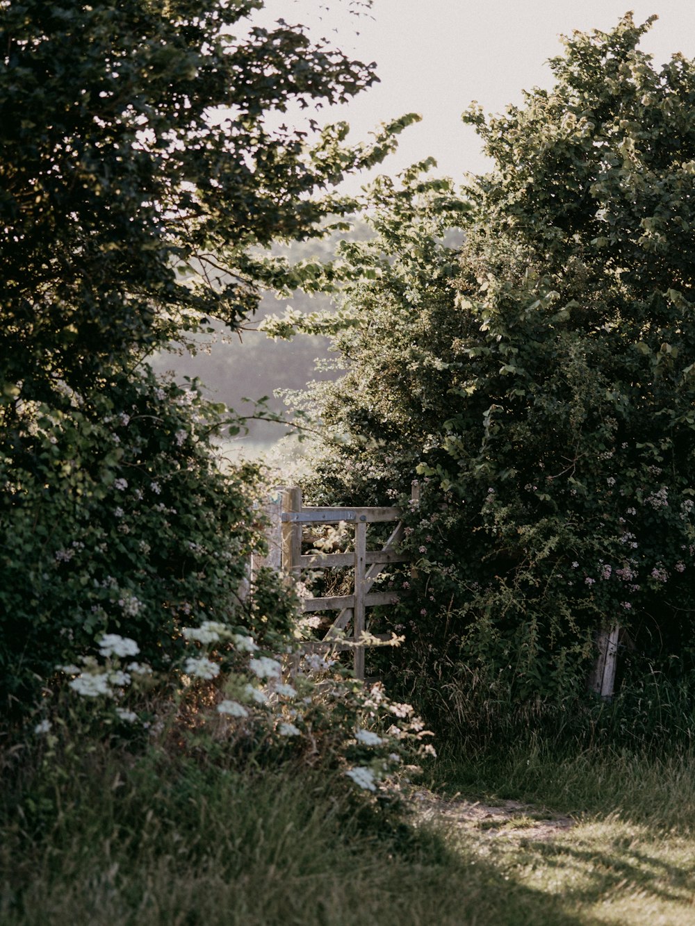 white flowers and green leaves during daytime