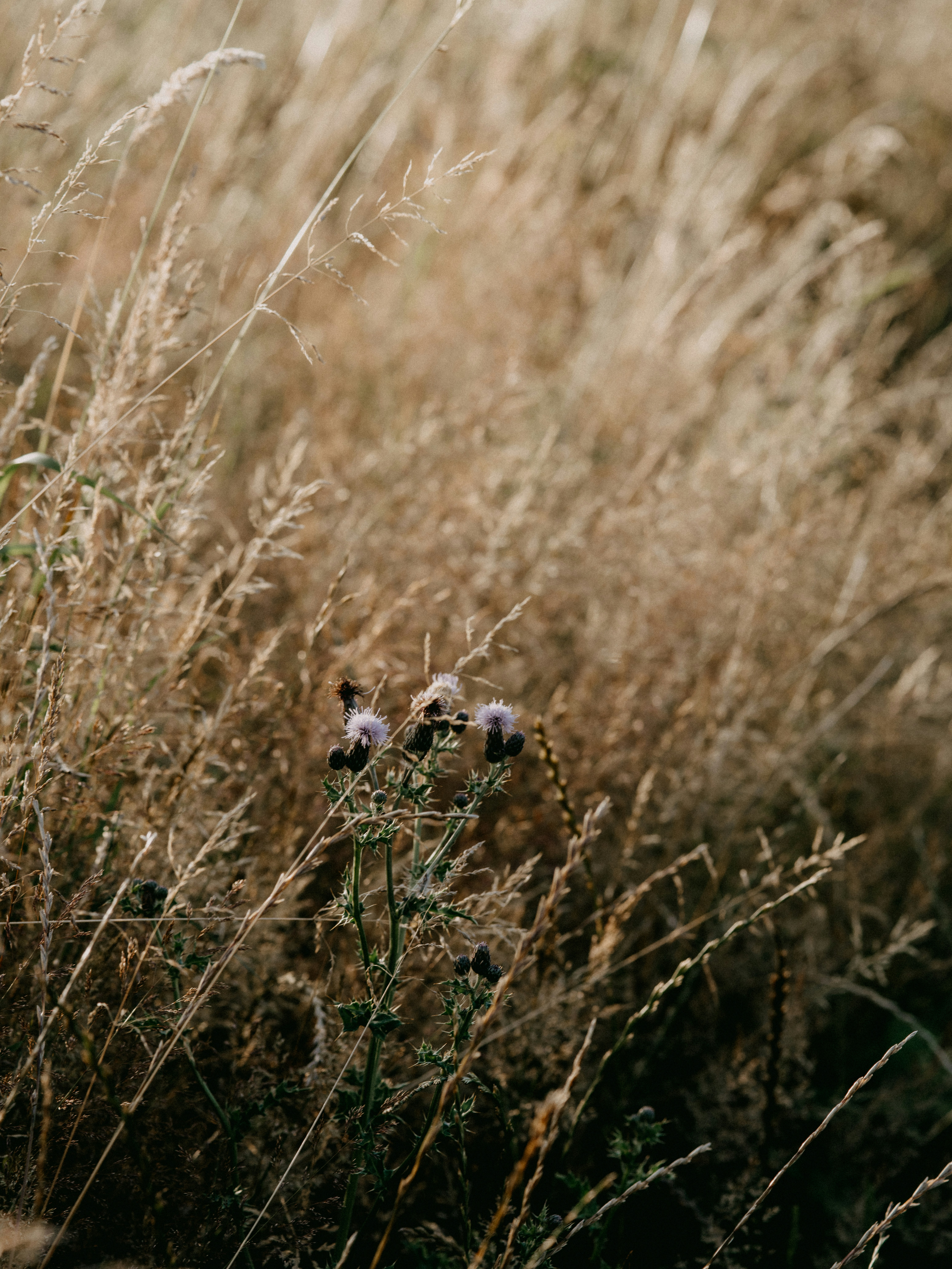 Photo by anniespratt