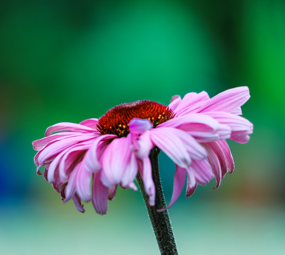 pink and white flower in tilt shift lens