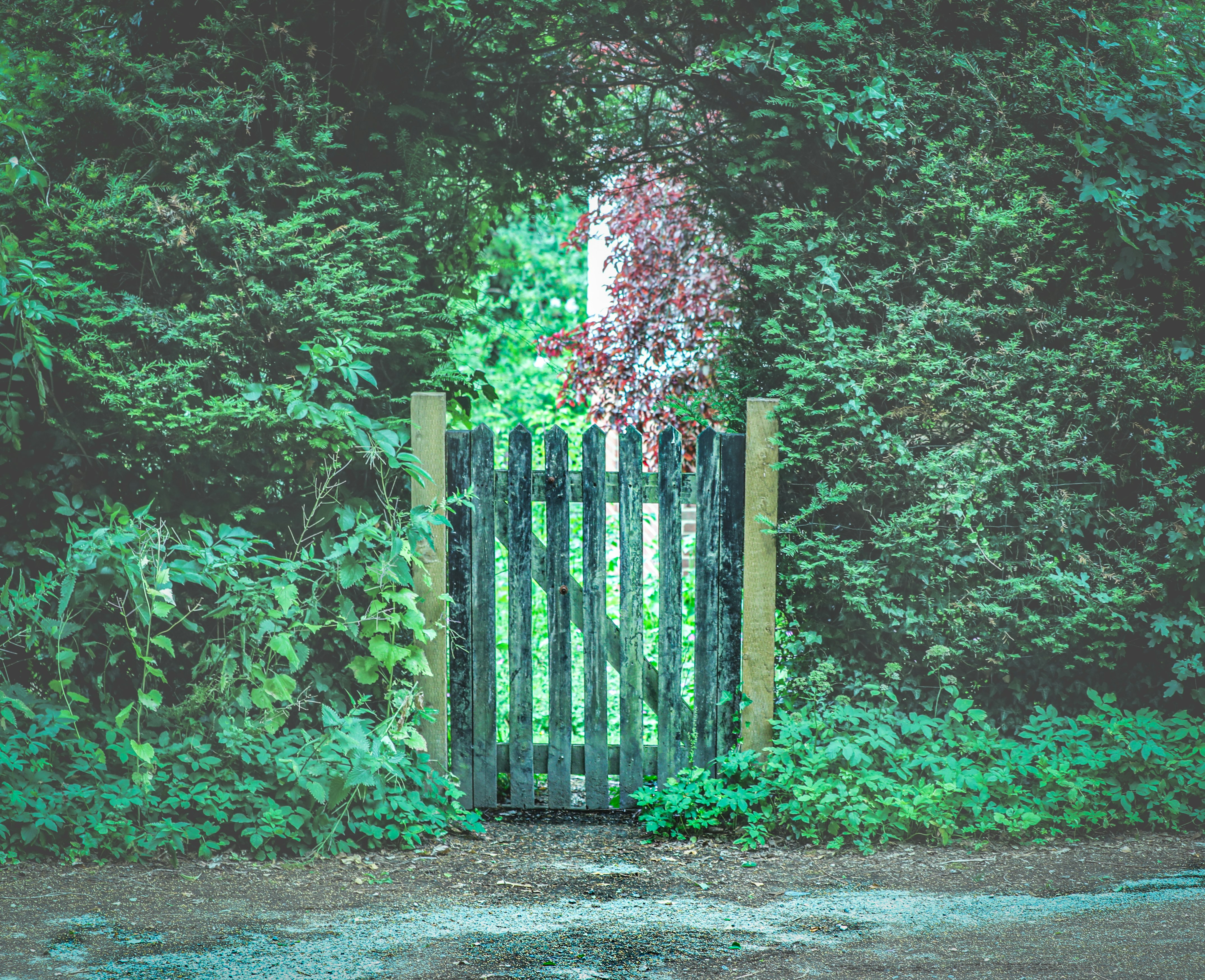 pink and green trees on forest during daytime