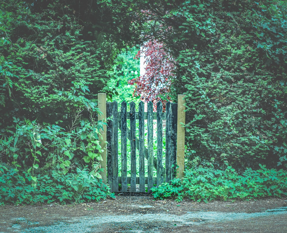 pink and green trees on forest during daytime