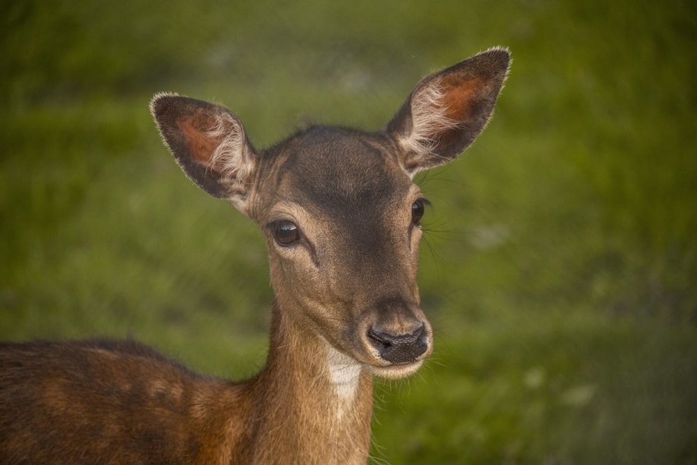 brown deer on green grass during daytime