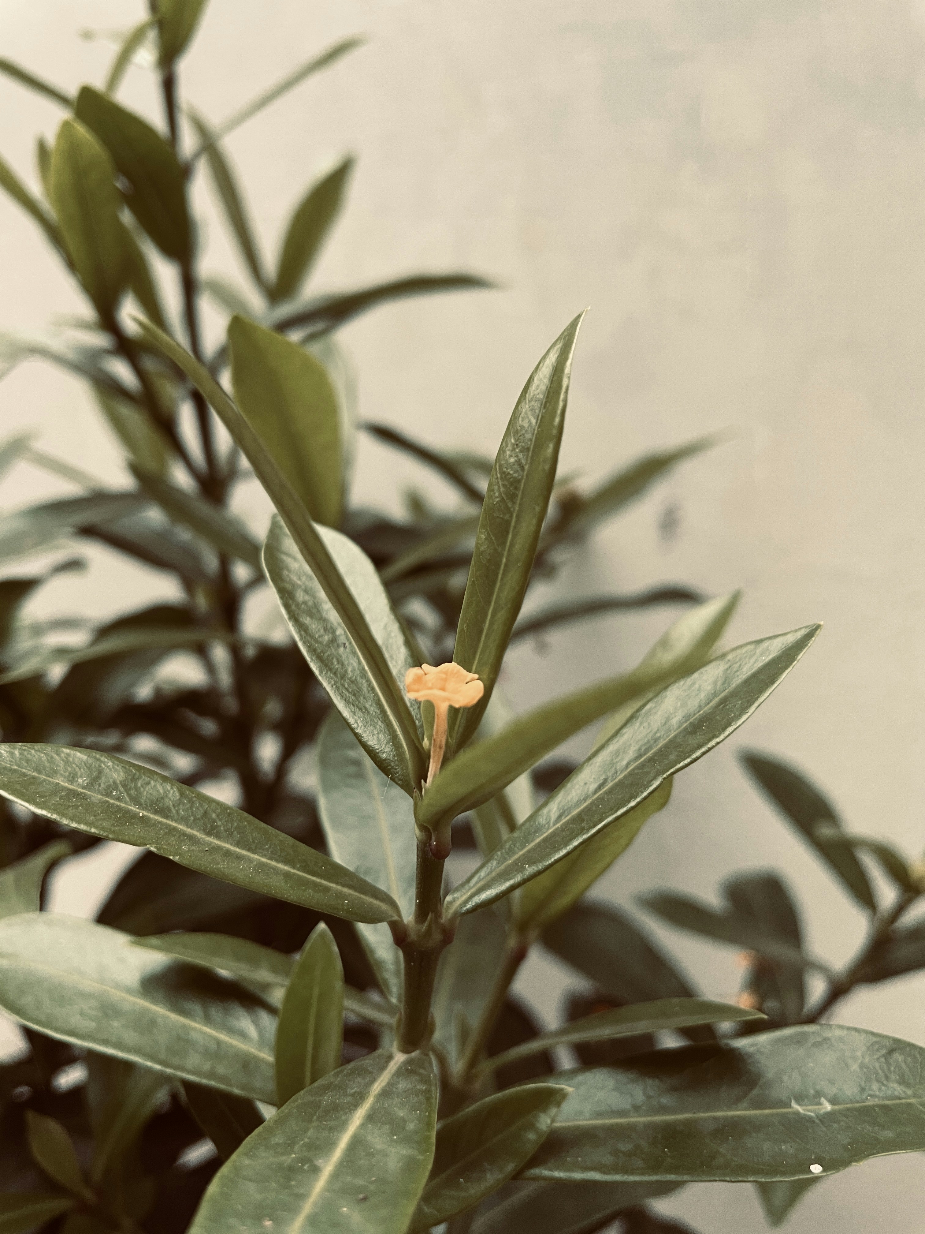 Understanding Bevel Angles