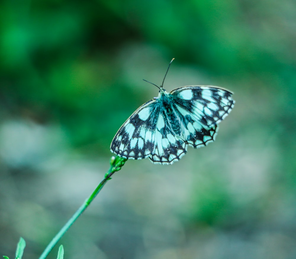 black and white butterfly perched on green plant