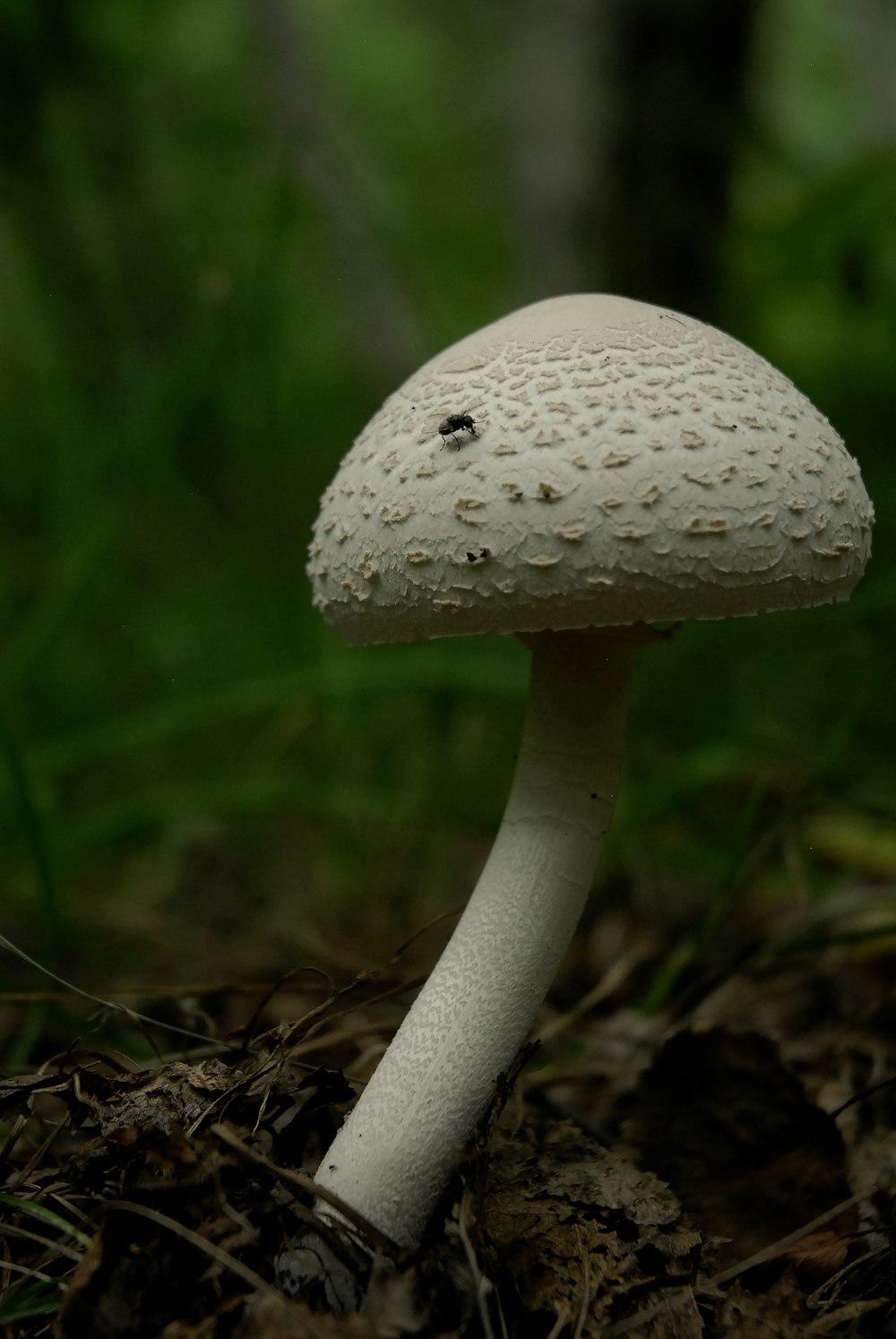 white mushroom on green grass during daytime