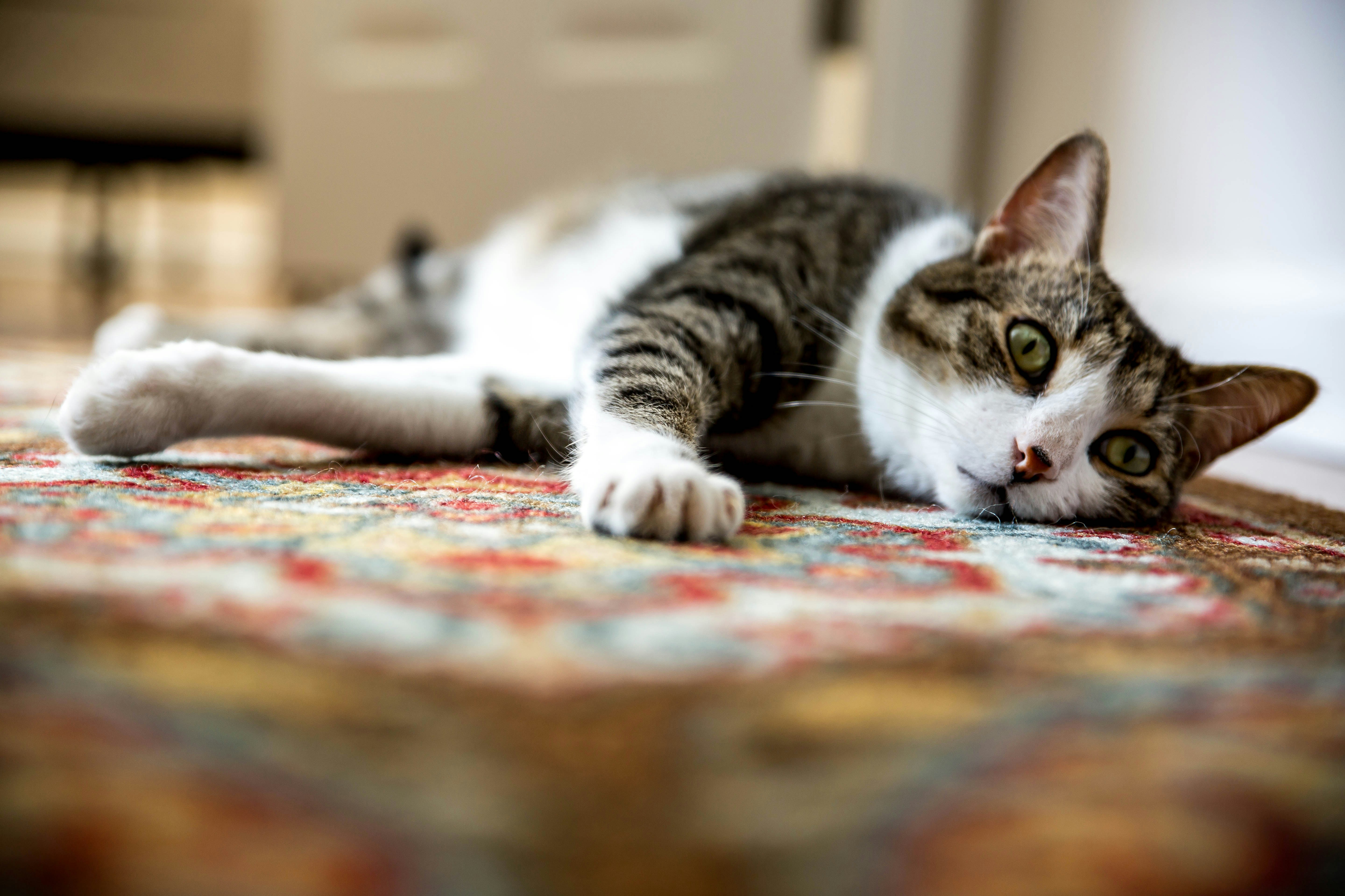 The Telltale Signs of a Bored Cat (image credits: unsplash)