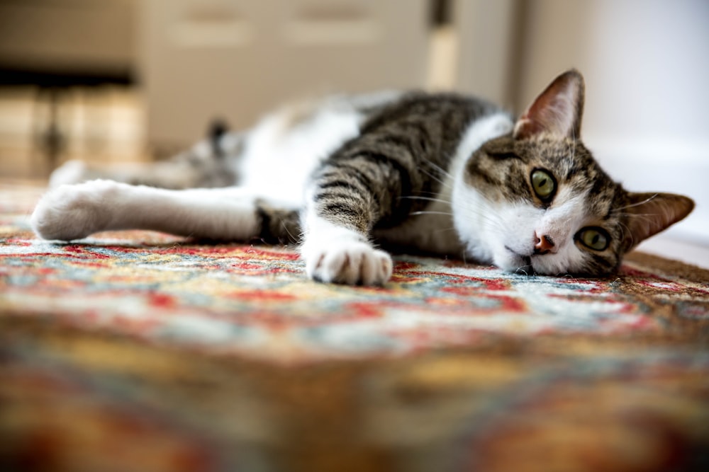 brown tabby cat lying on floor