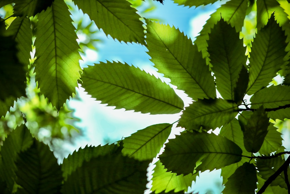 green leaves under blue sky during daytime