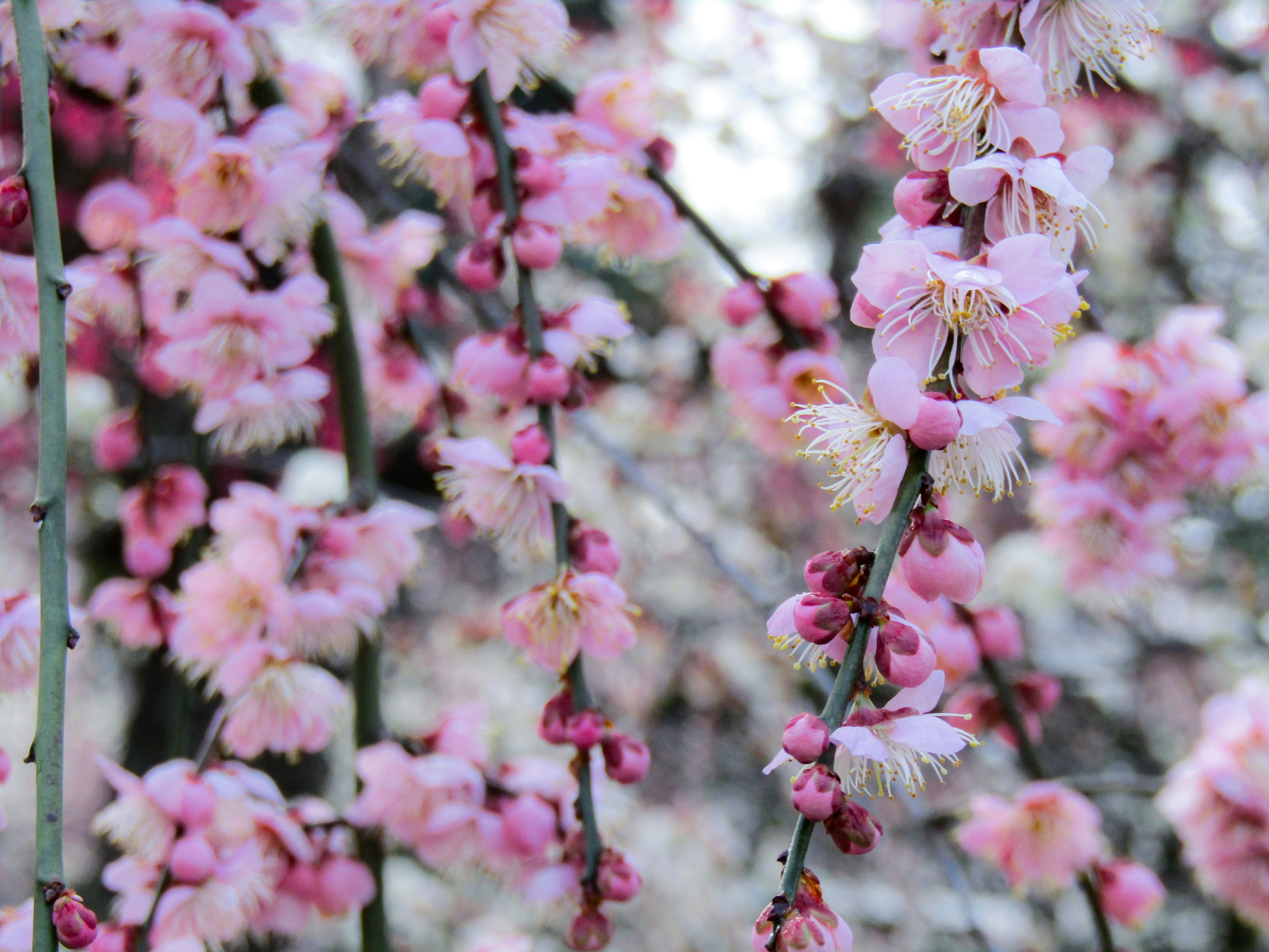 Photo by heppoko_yama