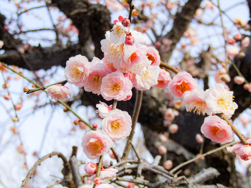 white and pink cherry blossom