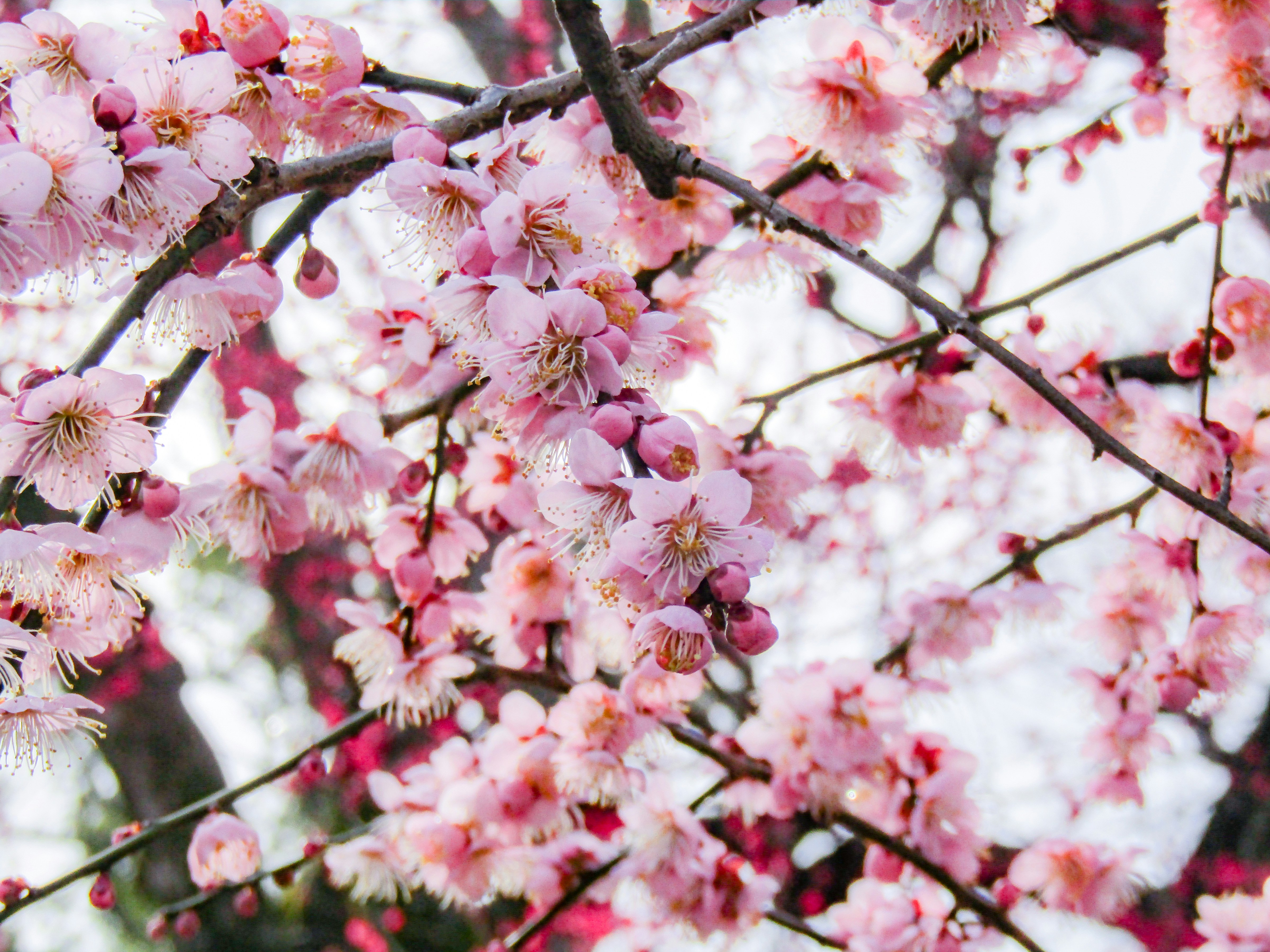 Photo by heppoko_yama