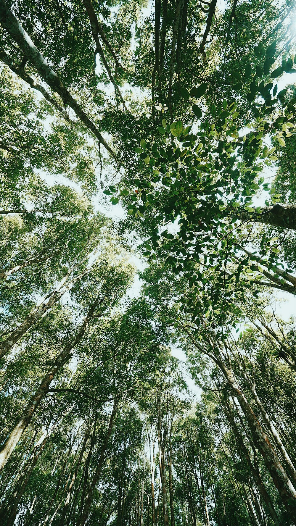 low angle photography of green trees during daytime