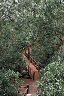 Smooth, freshly treated wooden walkway surrounded by green foliage, highlighting craftsmanship