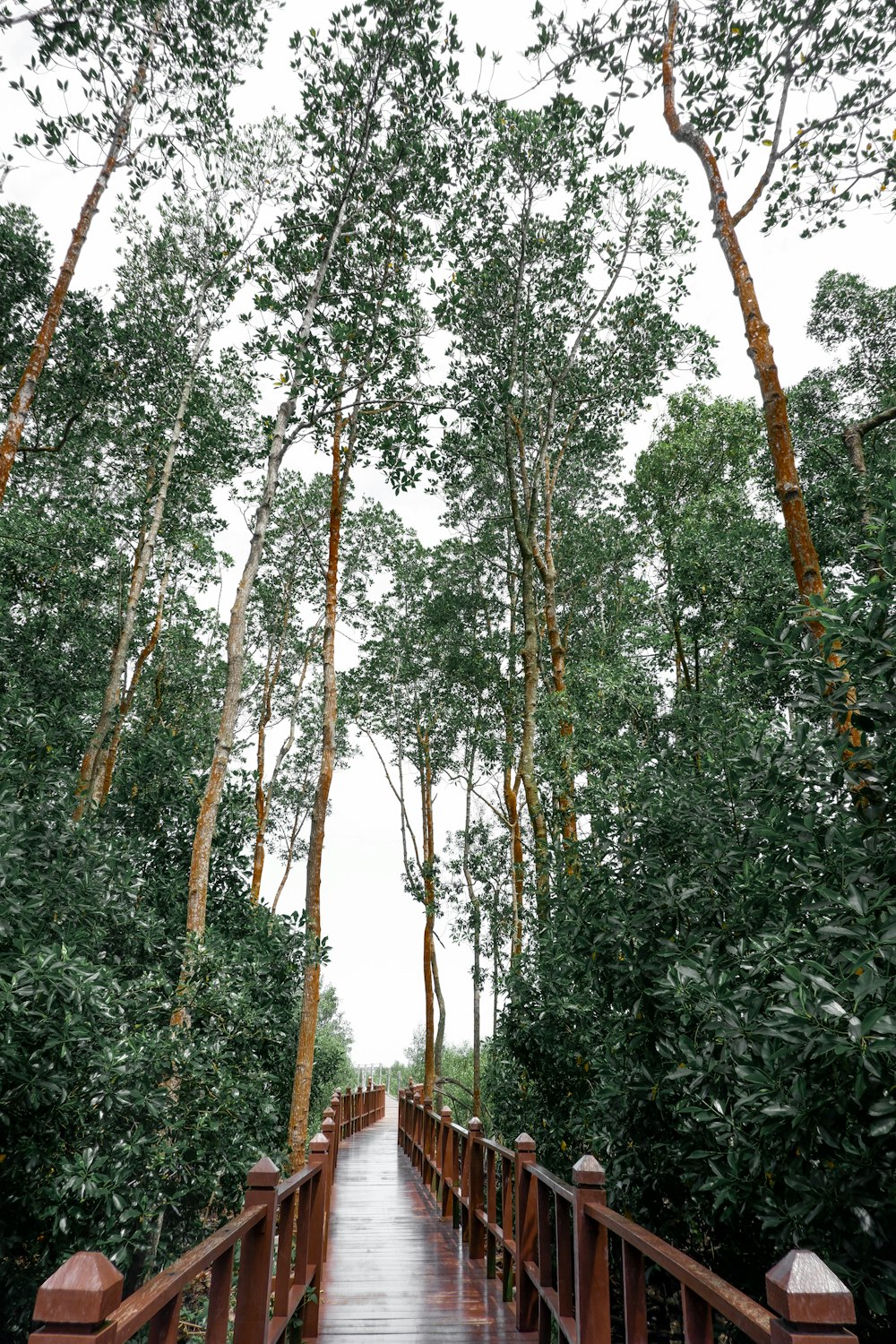 green and brown trees during daytime