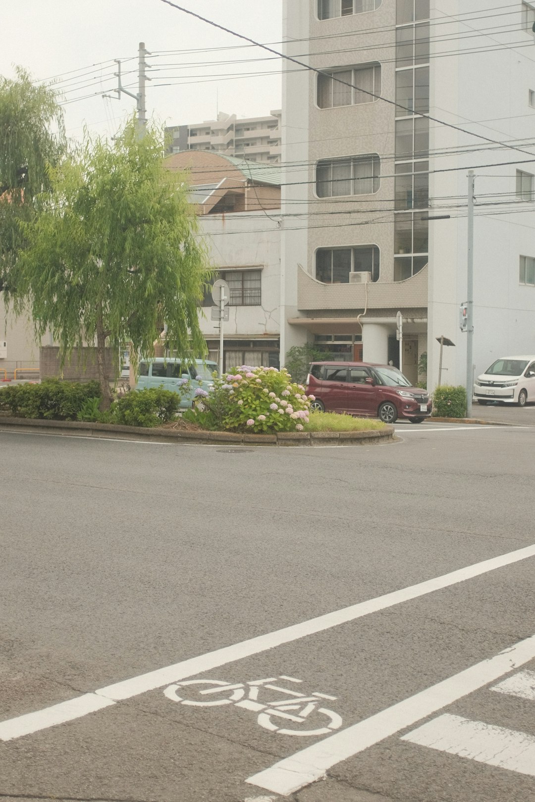 green tree beside white concrete building during daytime