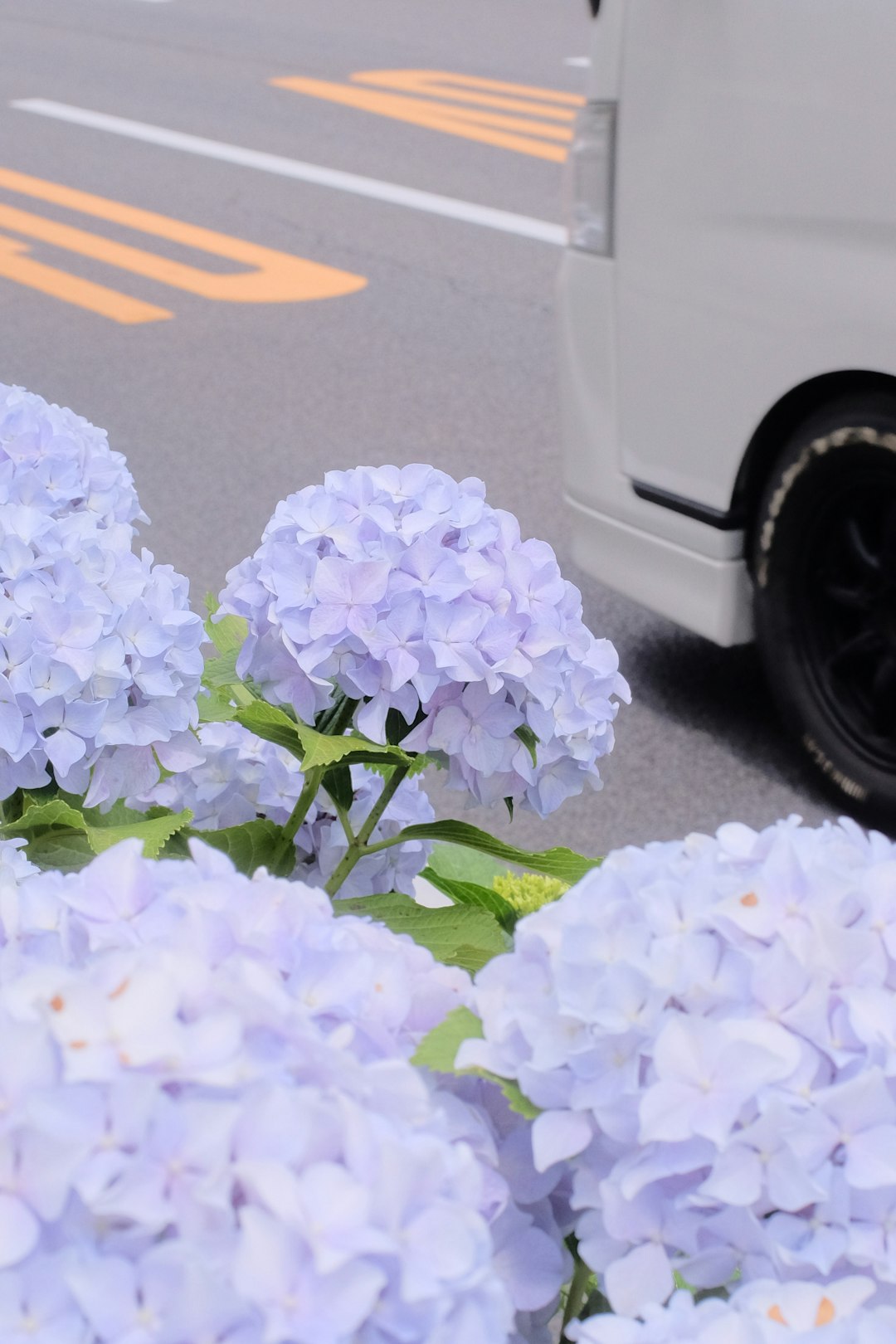 white flowers on gray car