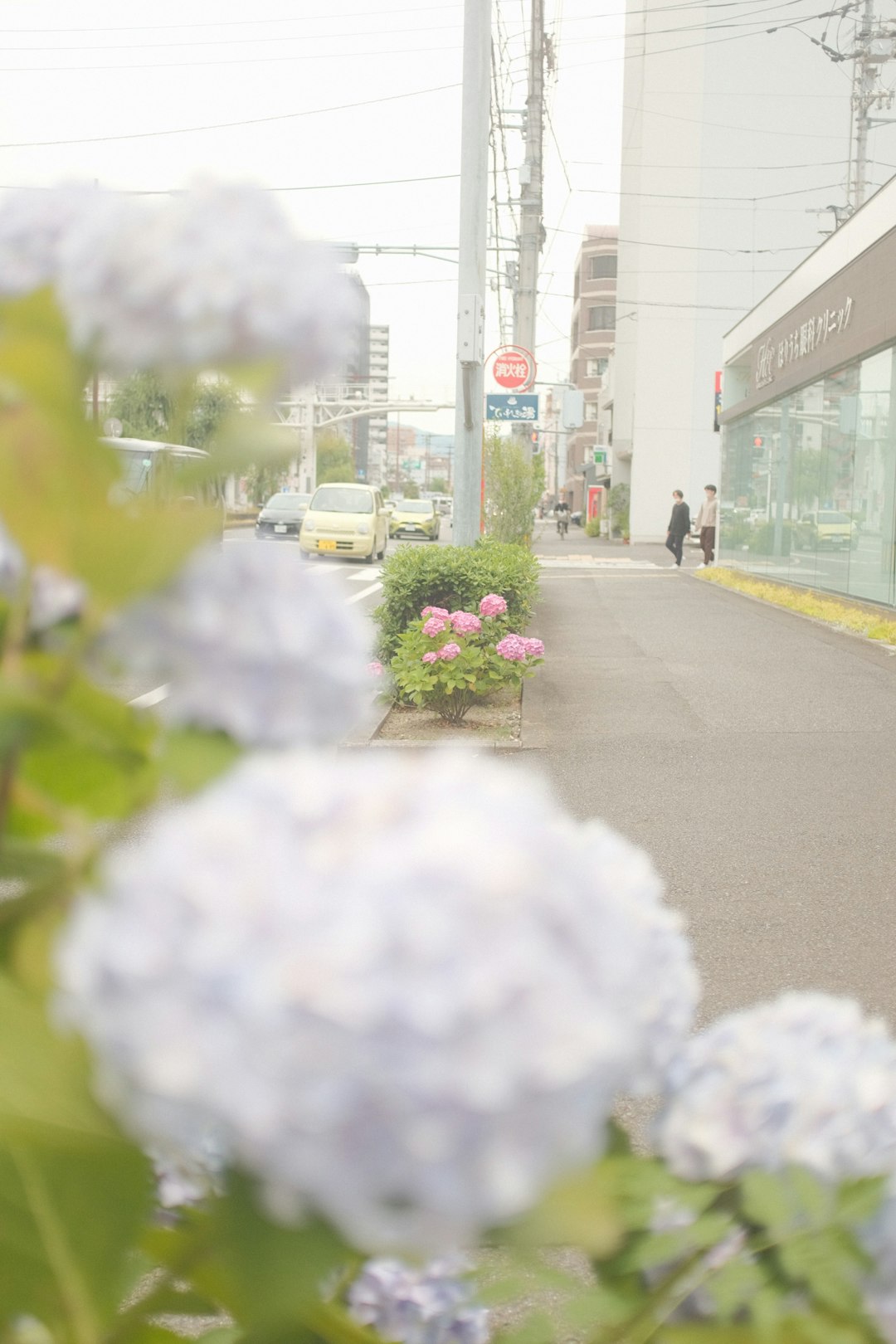 white flowers on gray asphalt road during daytime