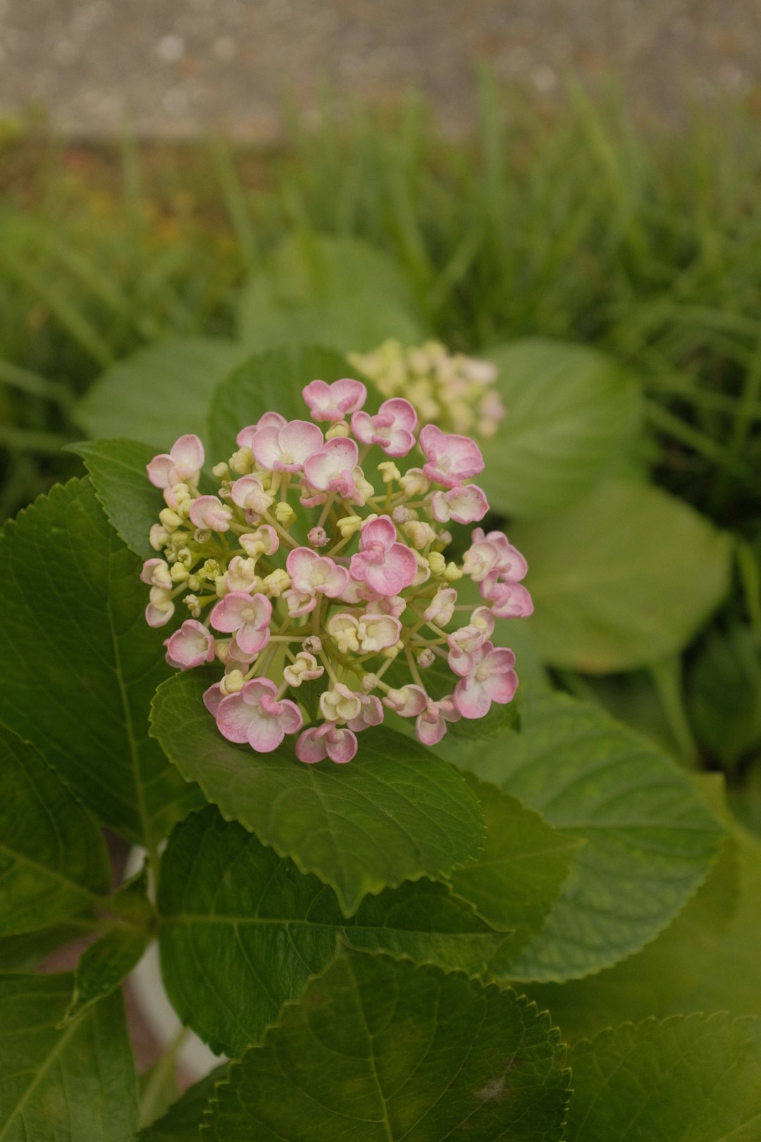 pink and white flower in macro lens