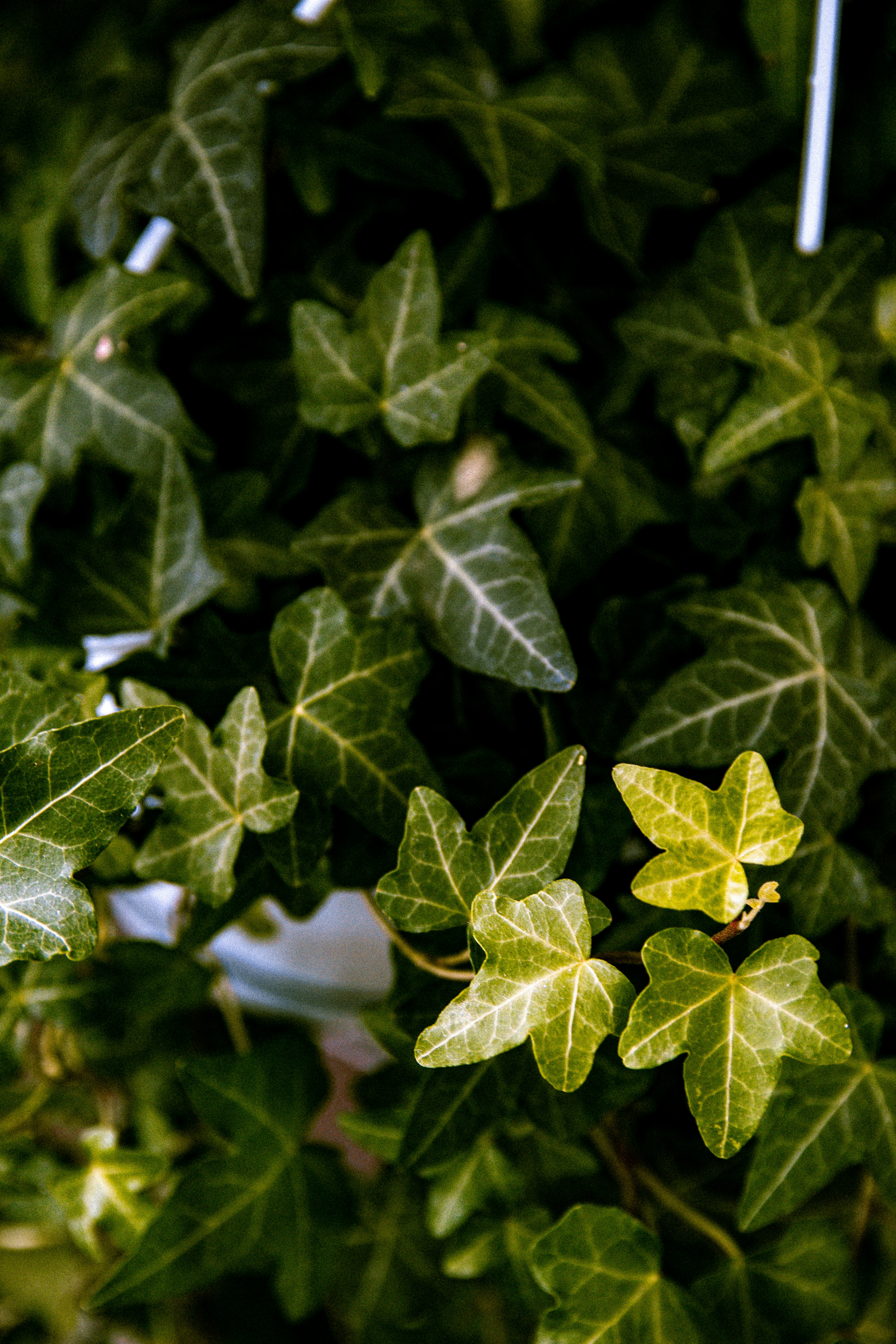 Photo by emilianovittoriosi