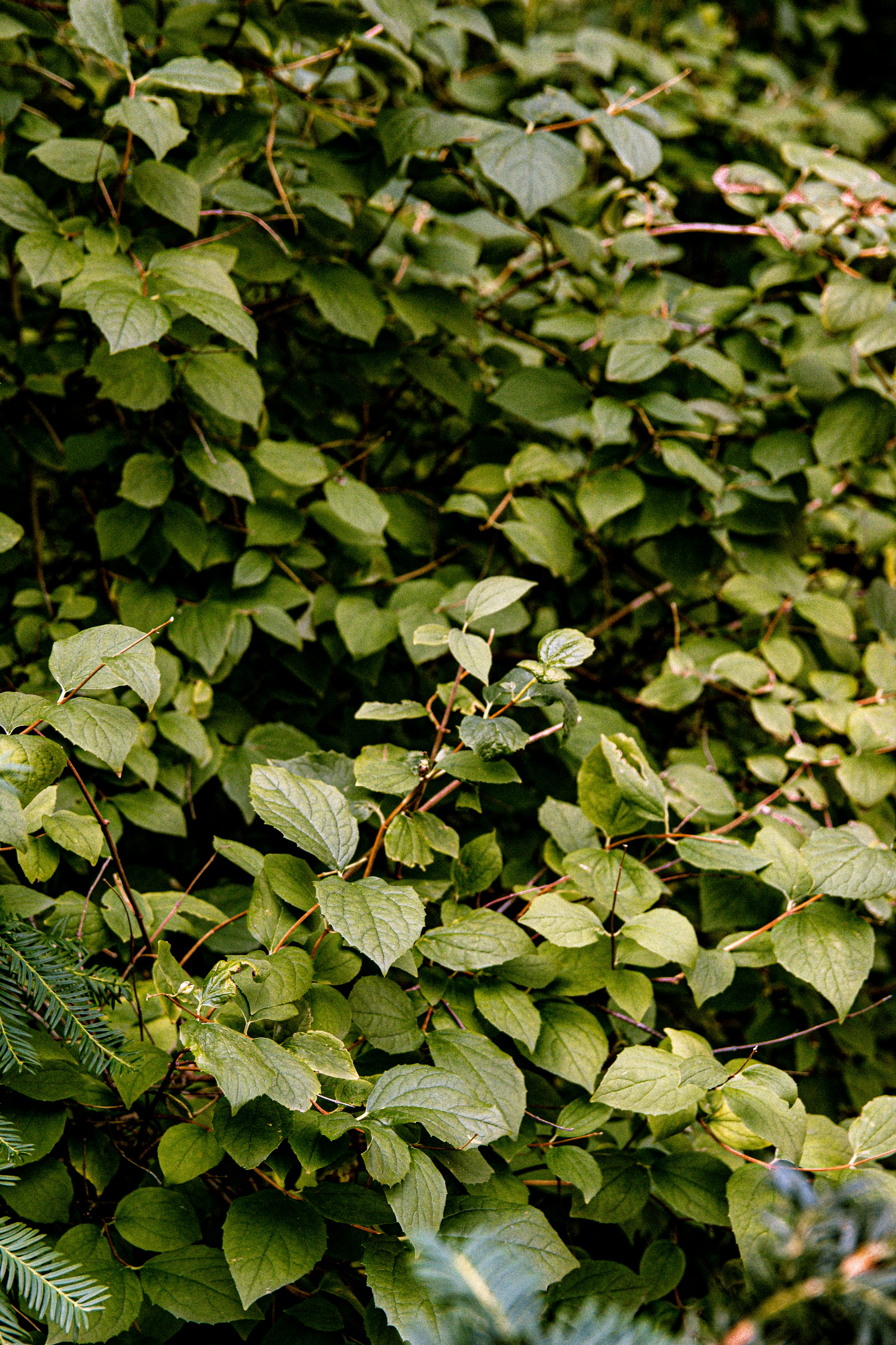 Photo by emilianovittoriosi