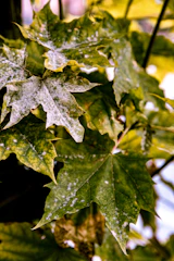 green leaf in close up photography