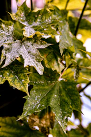 green leaf in close up photography