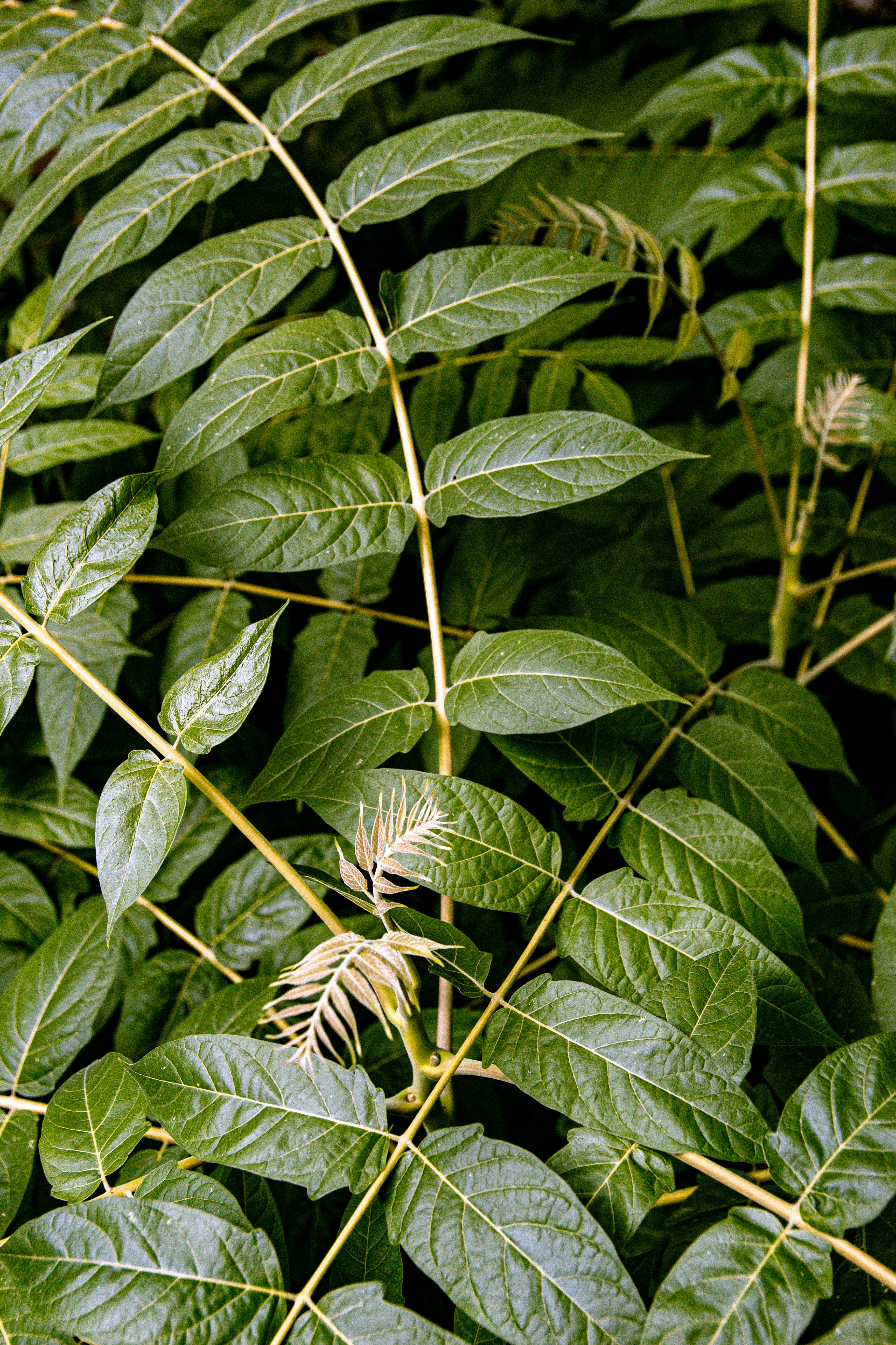 Photo by emilianovittoriosi