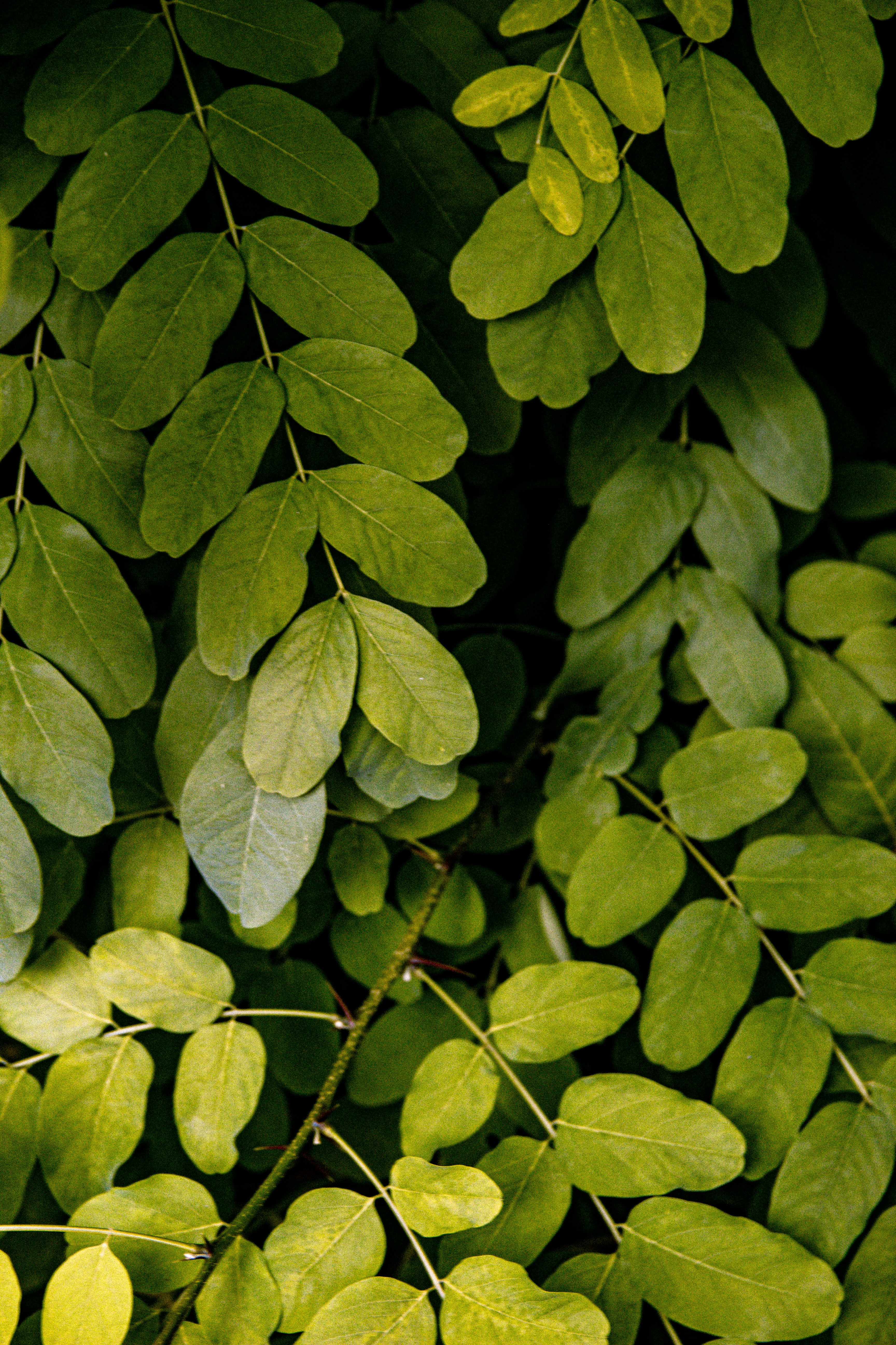 Photo by emilianovittoriosi