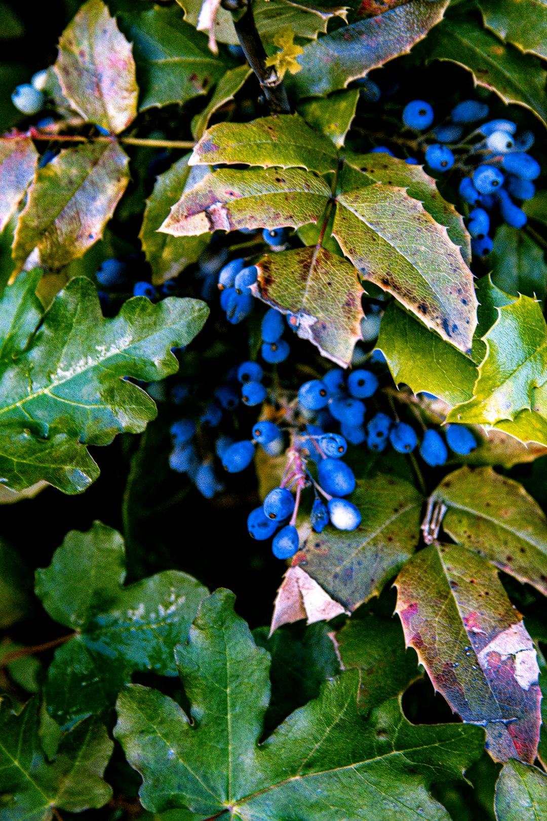 blue berries on green leaves