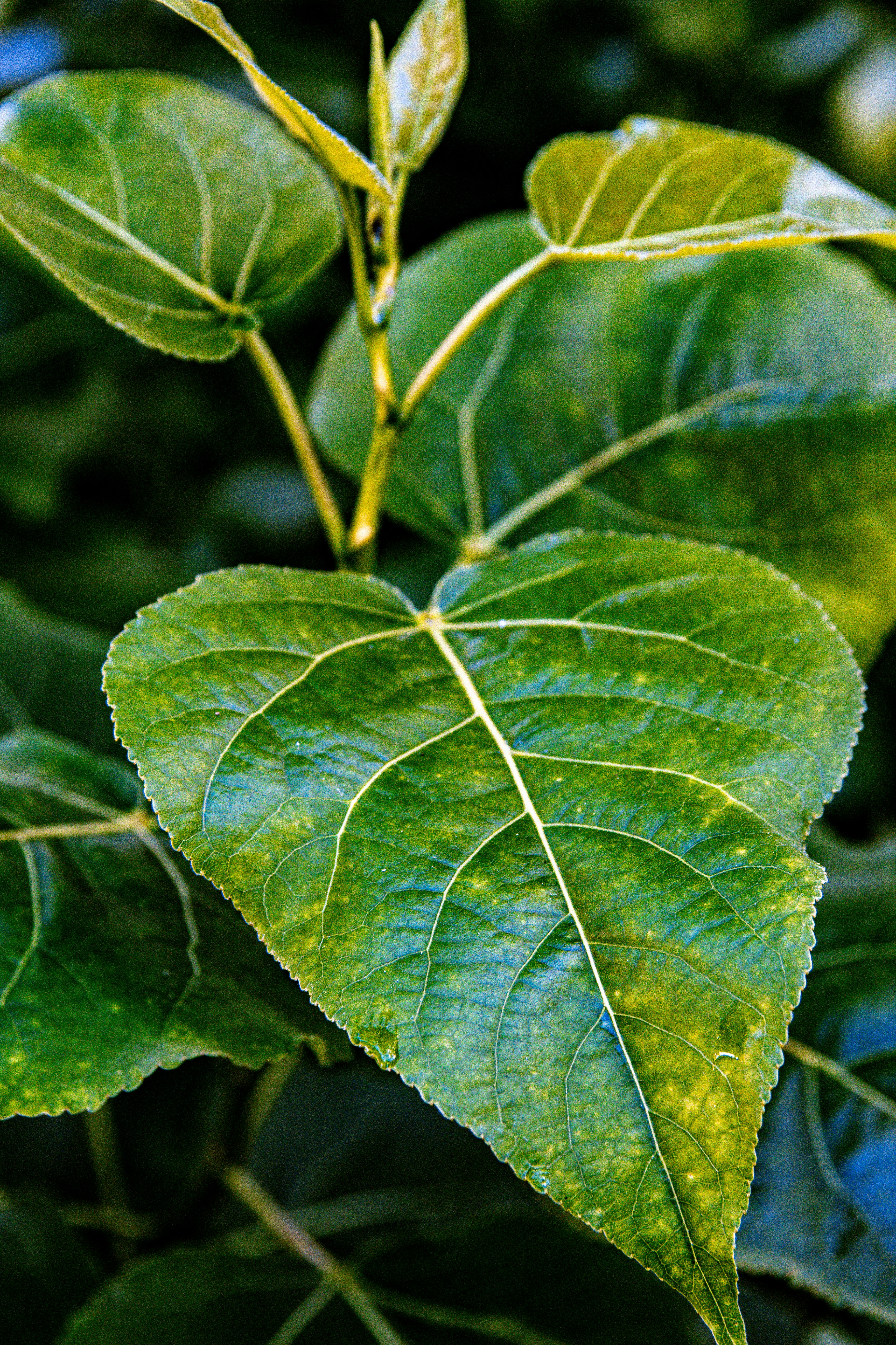 Photo by emilianovittoriosi