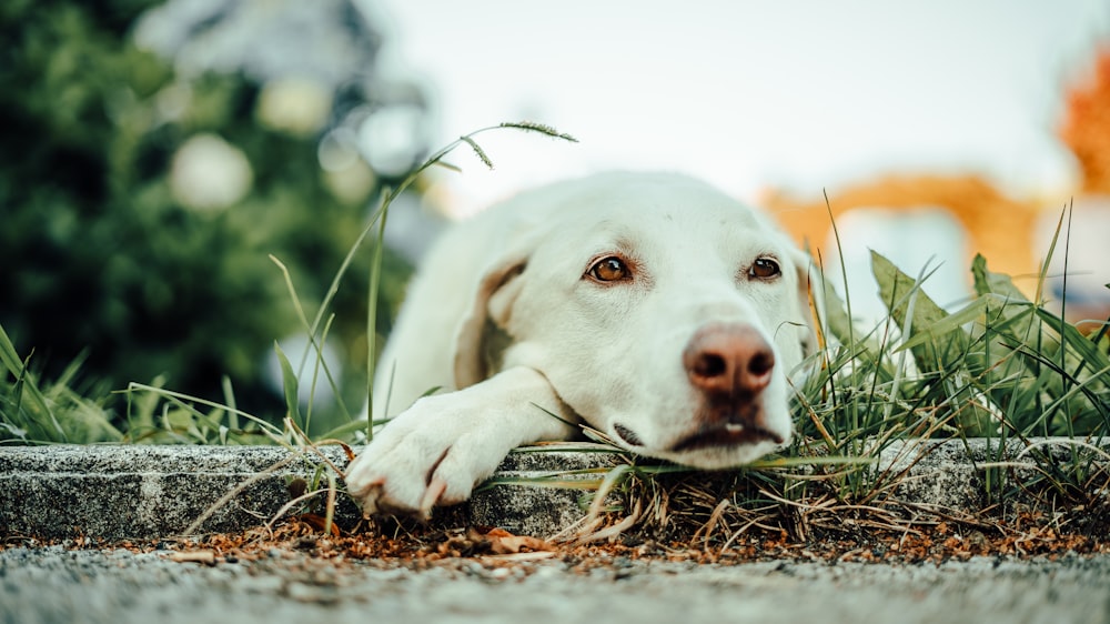 昼間、茶色の枯葉の上に横たわる白い短いコートの犬