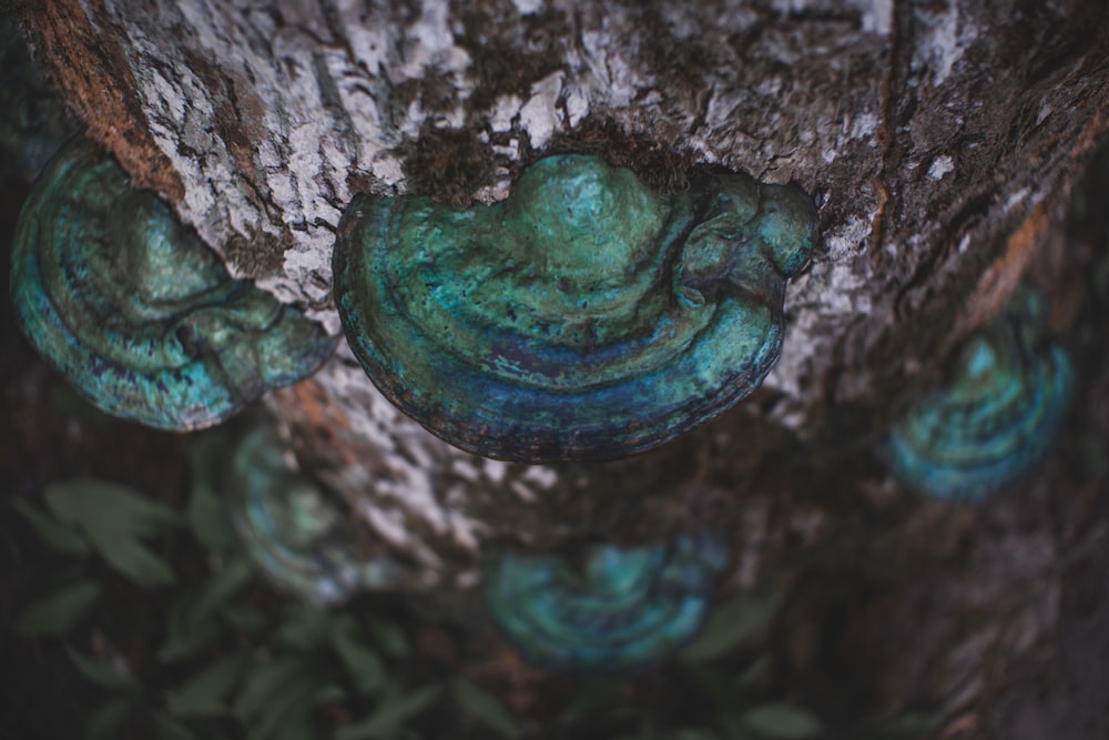 green and brown tree trunk