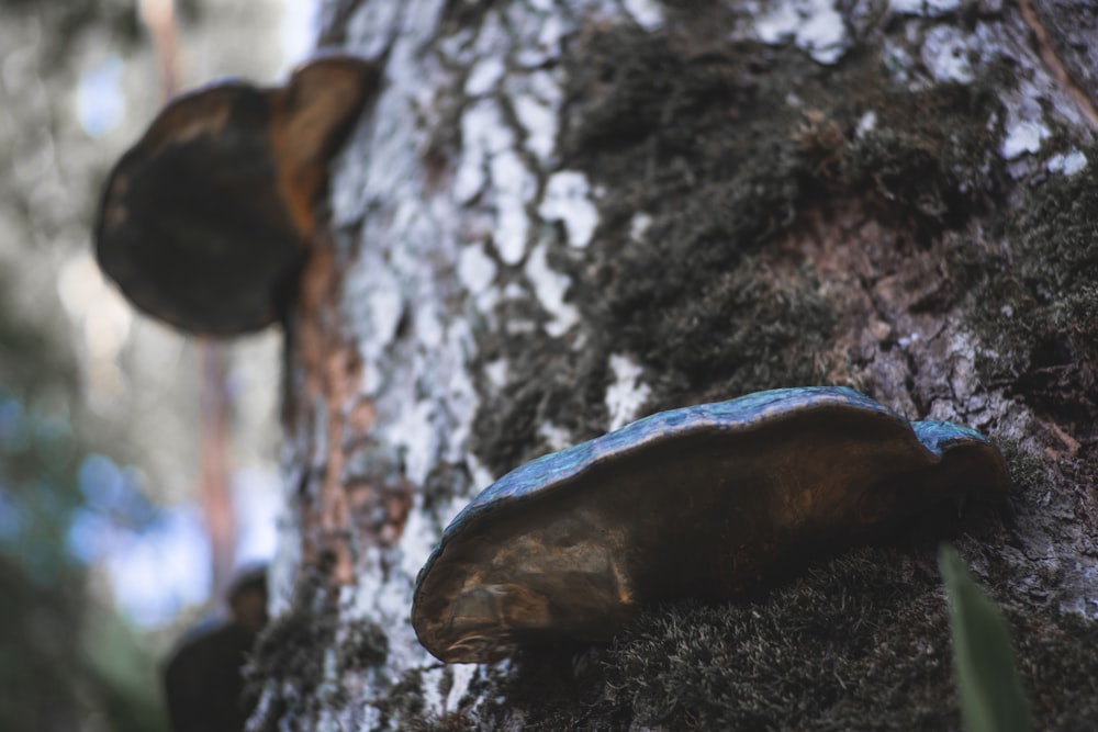 brown and black rock on brown tree