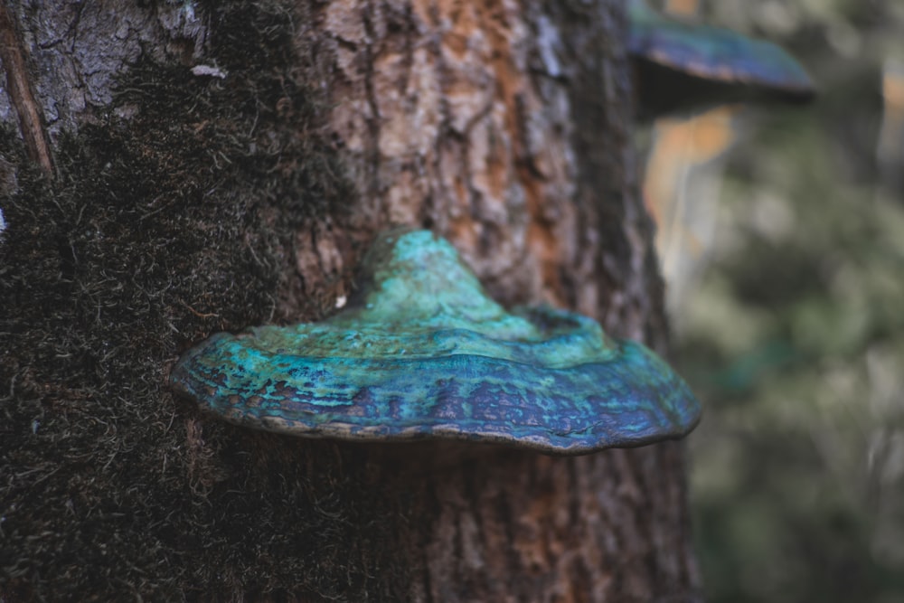 blue and white mushroom on brown tree trunk