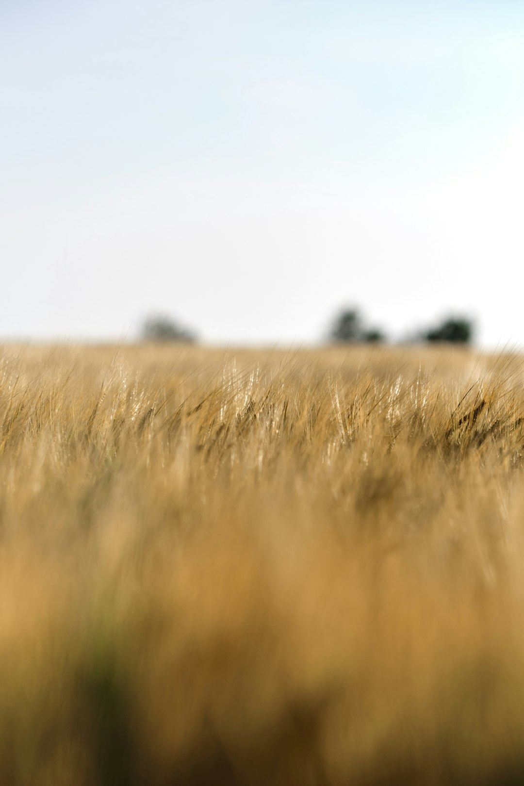 brown grass field during daytime