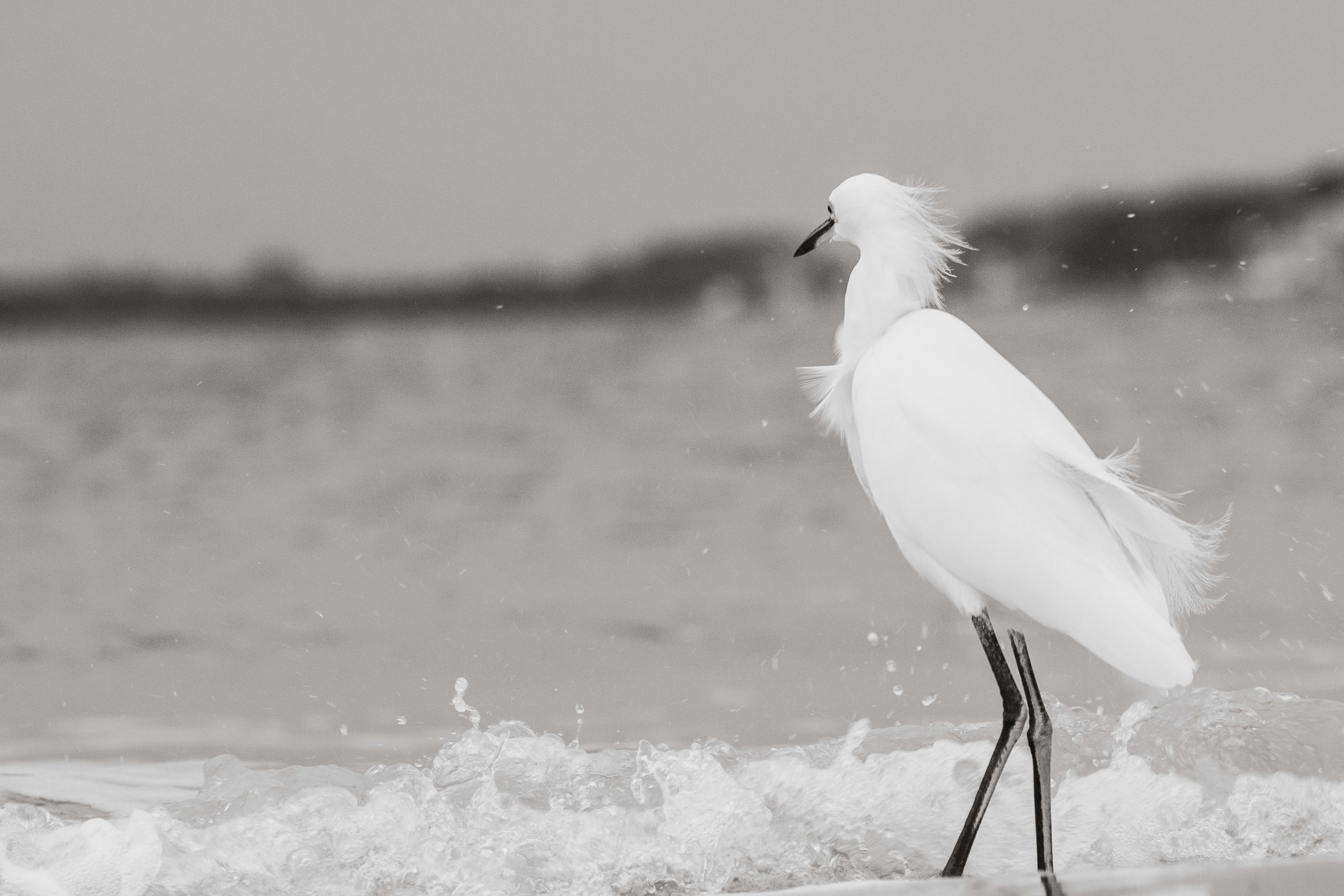 white bird on body of water