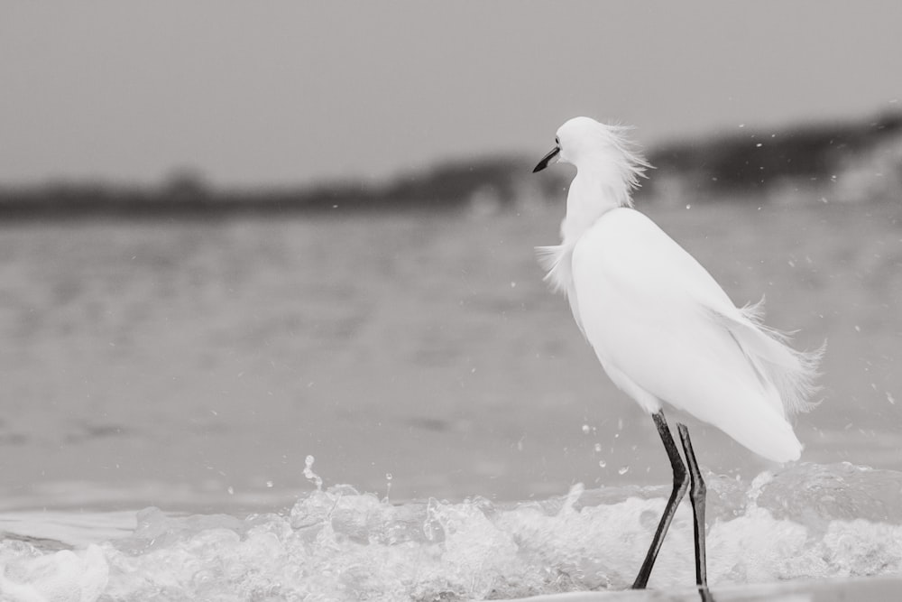 white bird on body of water