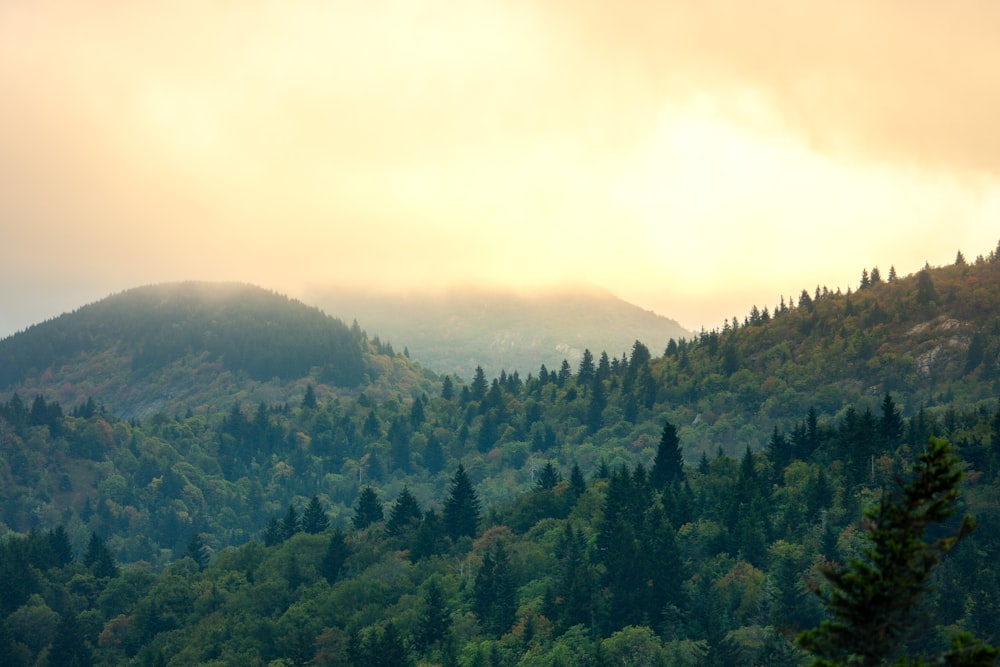 green trees on mountain during daytime