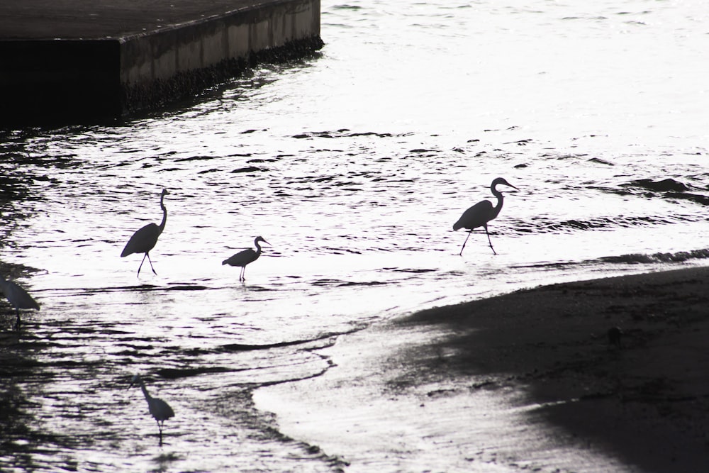 birds on water during daytime