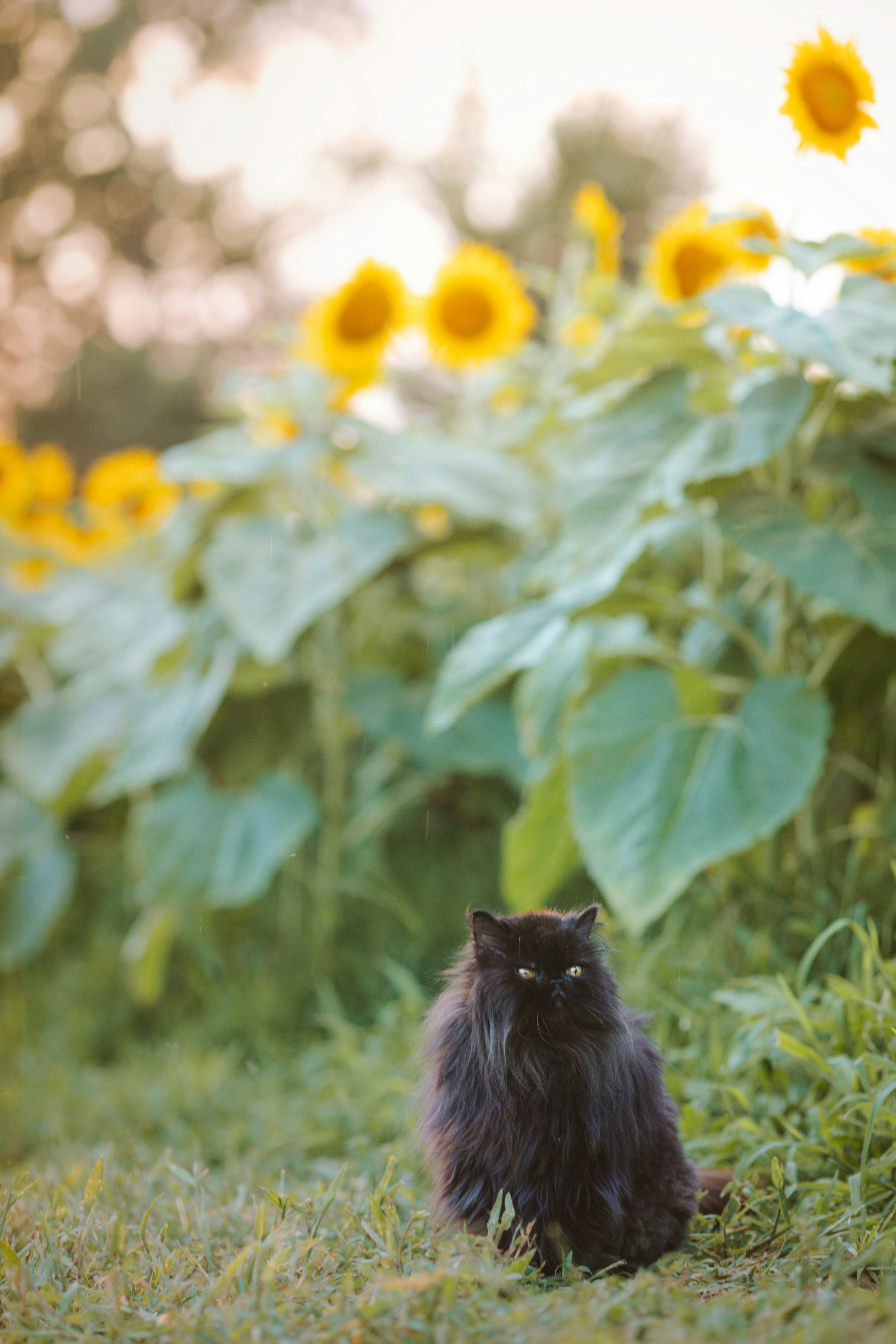 black cat on green grass during daytime