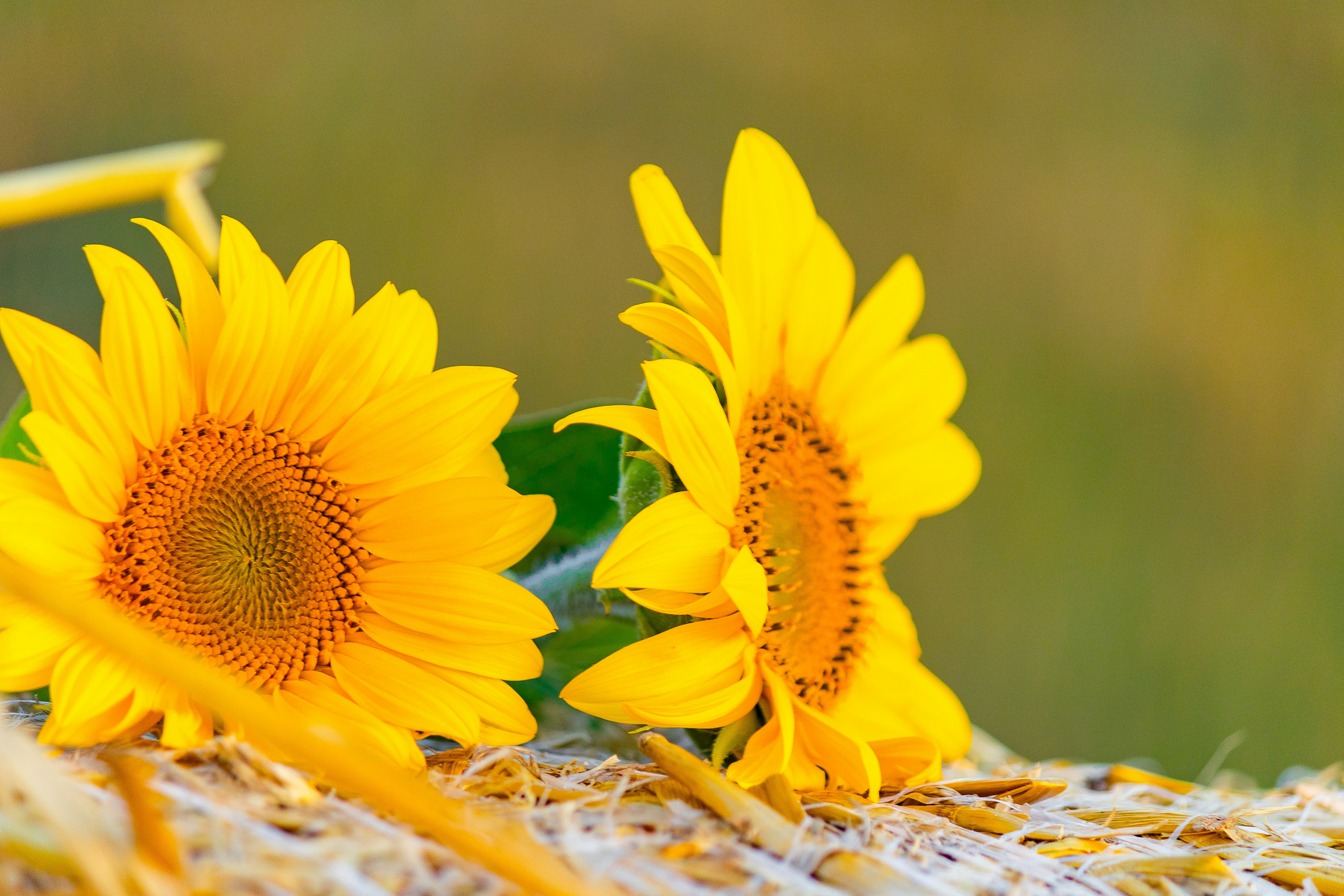 NeuroScripting Templates for Gratitude & Abundance: Copy-Paste Examples 2026