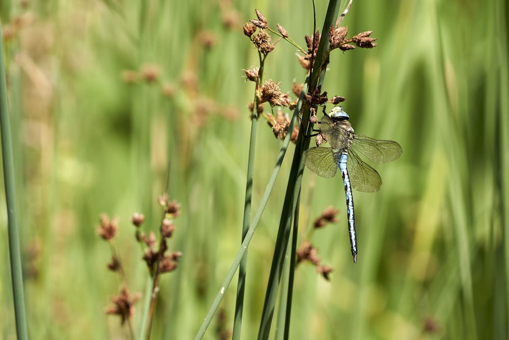 blue and white dragonfly perched on brown flower during daytime