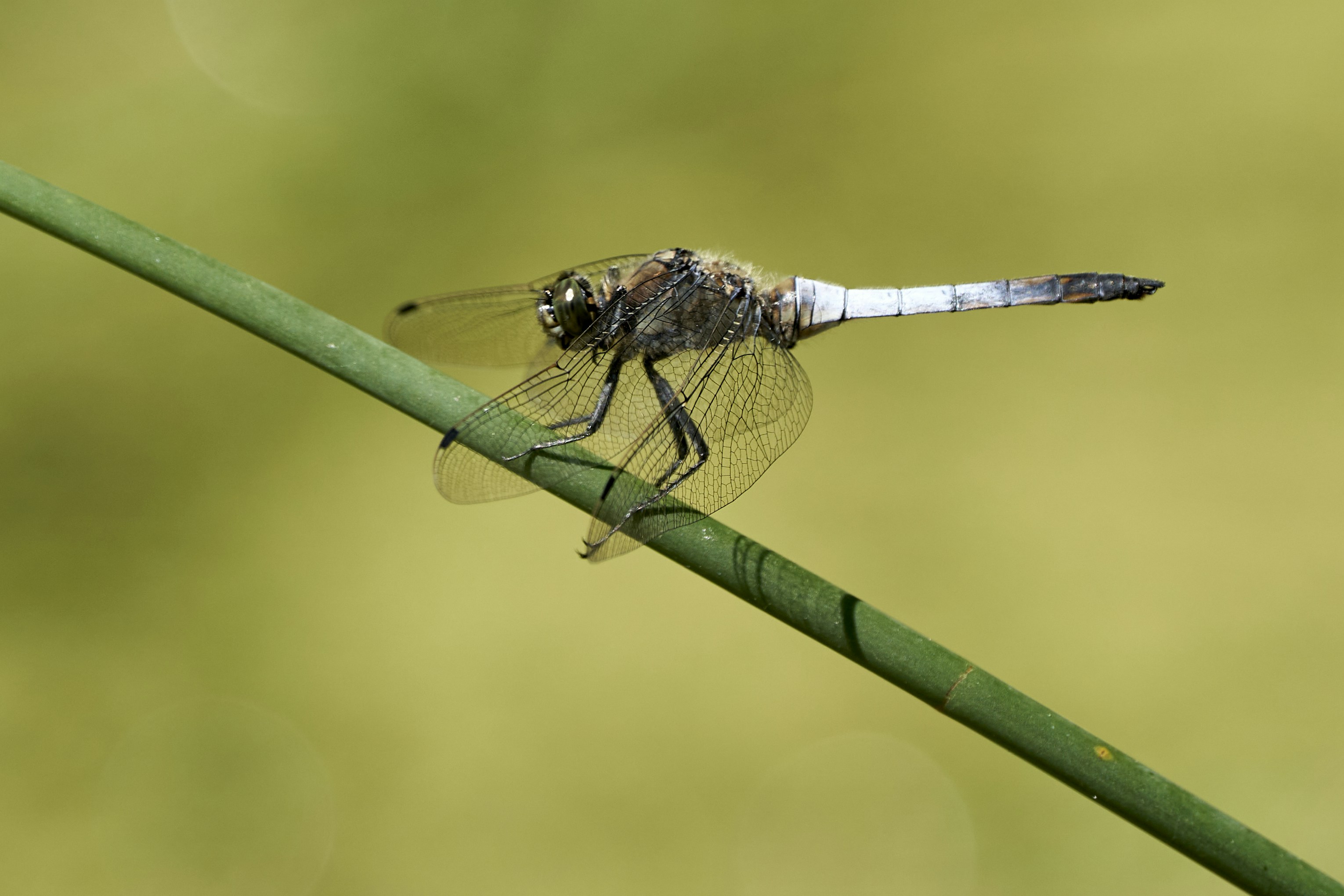 Photo by ingodoerrie